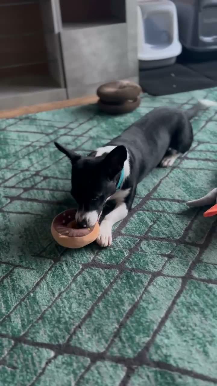 Mixed Breed dogs for adoption: Meet Mash 😍  in Edinburgh - Video 1