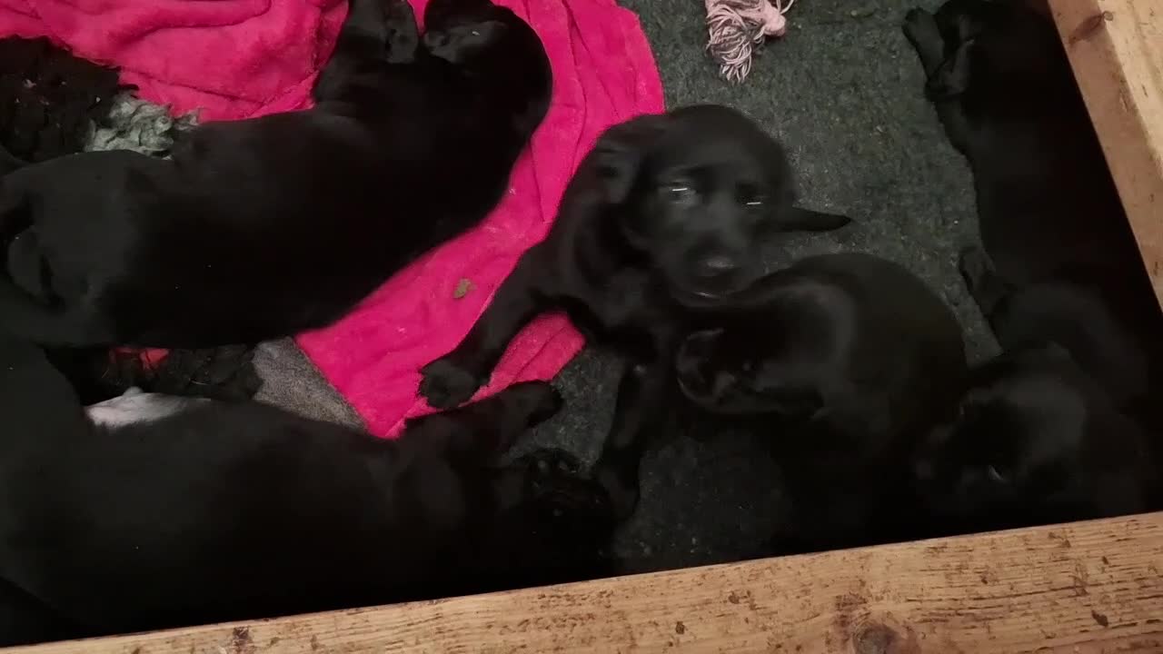 Labrador Retriever dogs for sale: Beautiful Black Labrador Pups - Video 2