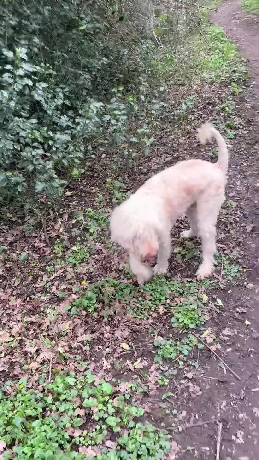 Standard Poodle dogs for sale: My Skye  - Video 2