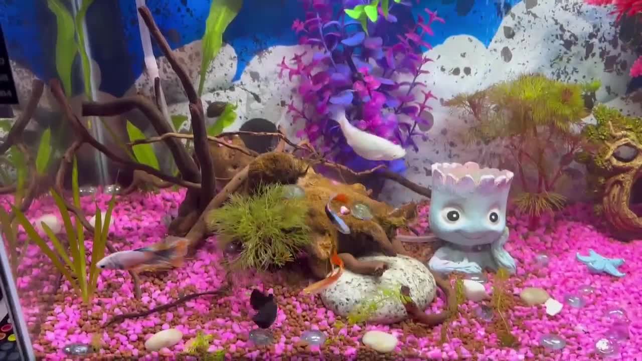 Other/Mixed Breed fish for sale: Guppies & x2 Mollys for sale!  - Video 1