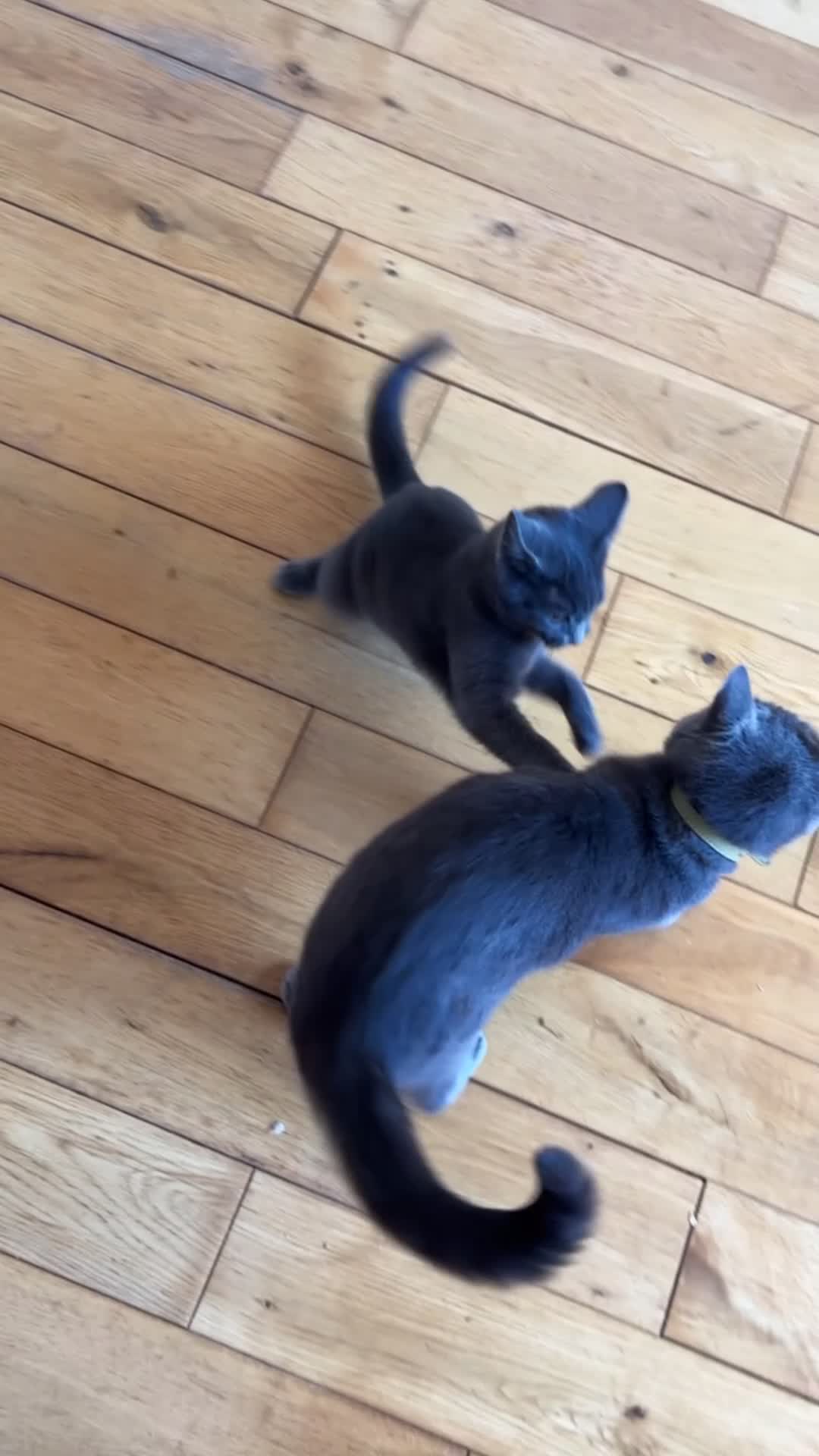 Russian Blue cats for sale: Beautiful Mother & Daughter russian blues - Video 2
