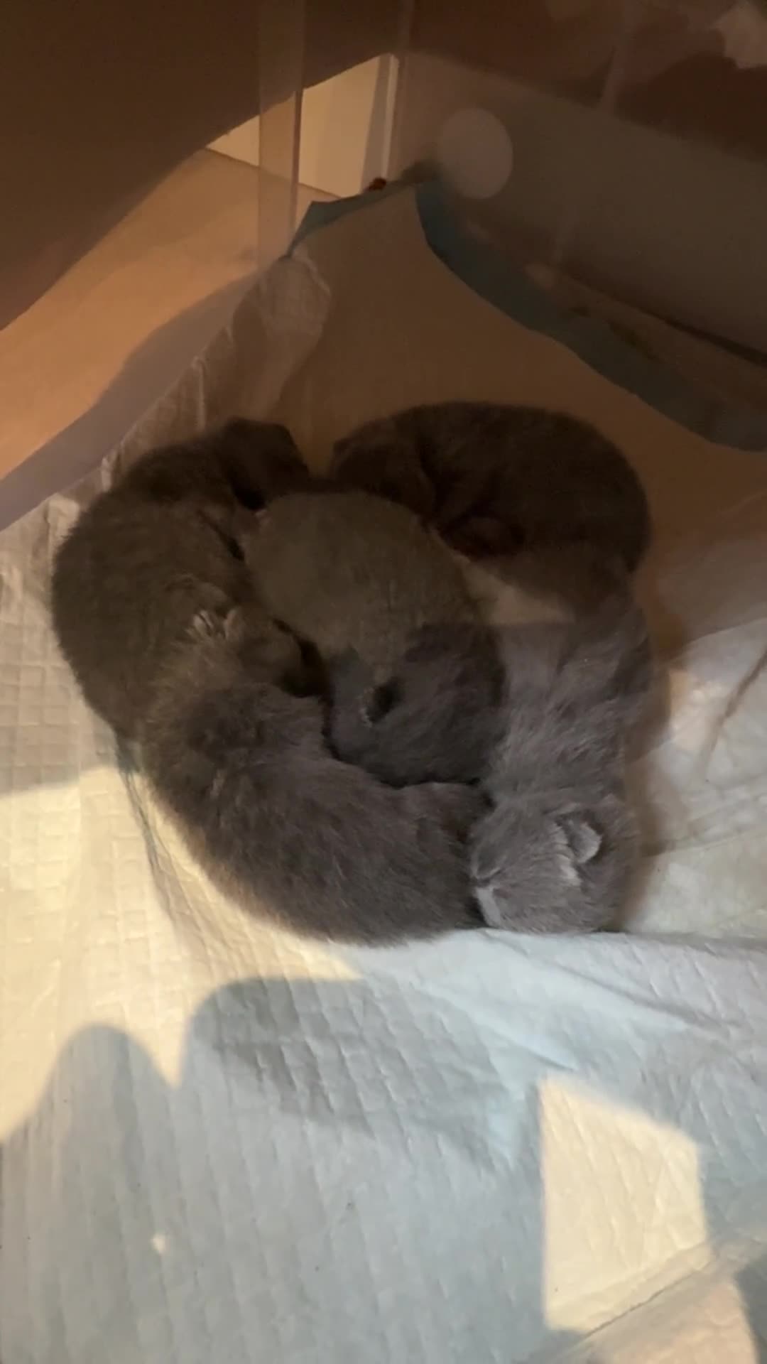 British Shorthair cats for stud: British Shorthair male – stud available - Video 1