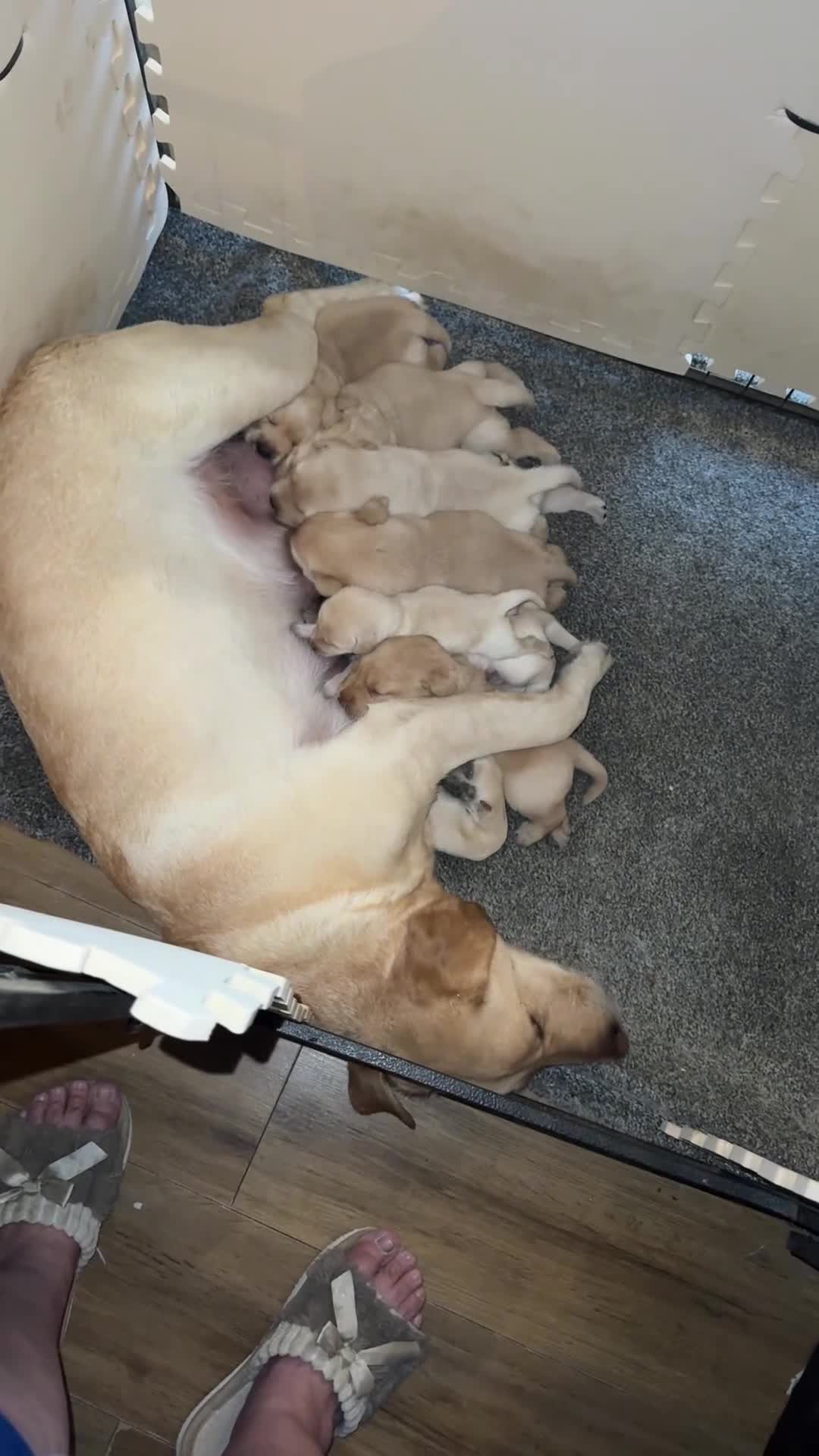 Labrador Retriever dogs for sale: Stunning KC reg Labrador pups ready to leave  - Video 3