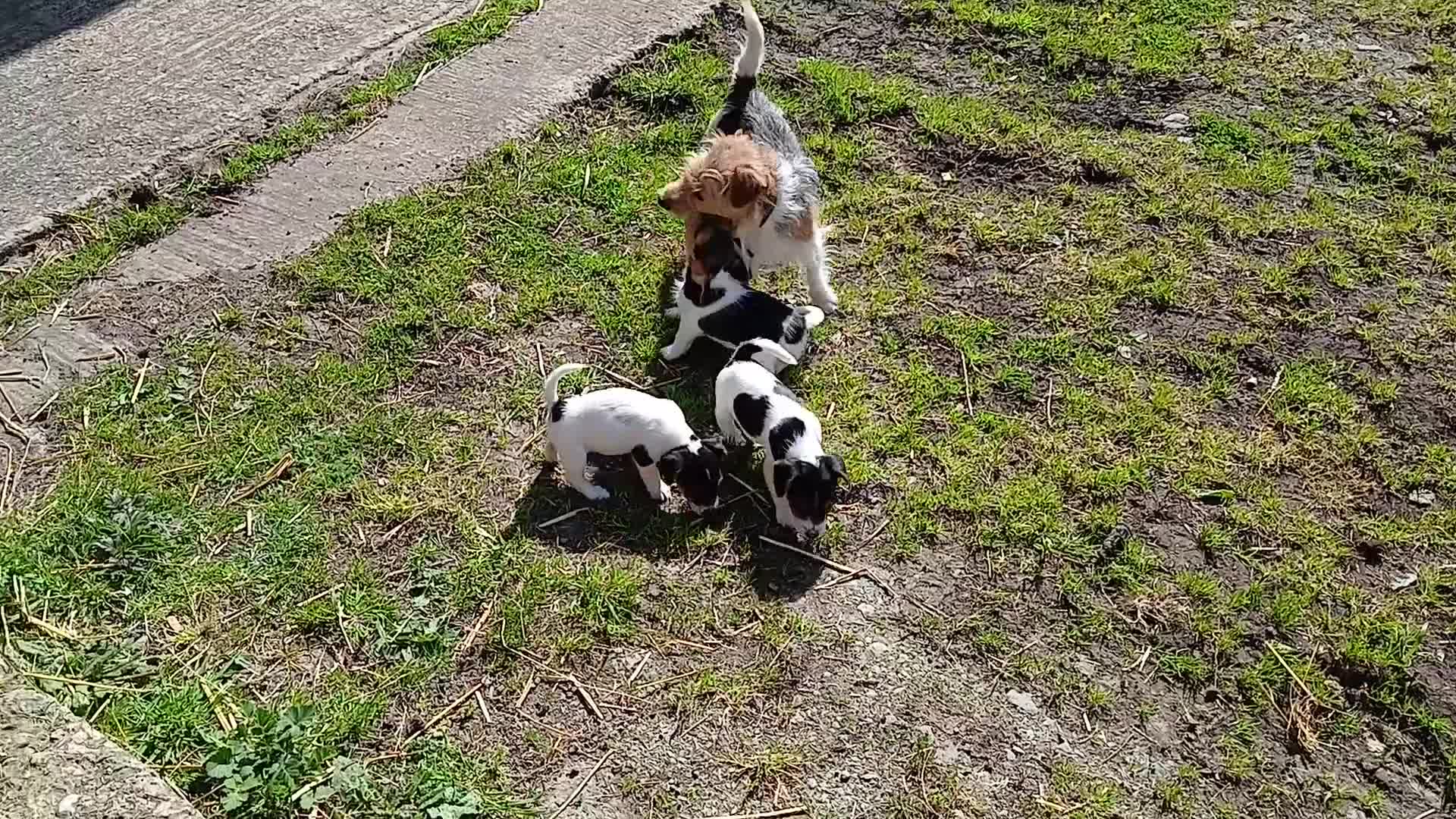 Jack Russell dogs for sale: Jack Russel puppies - Video 1