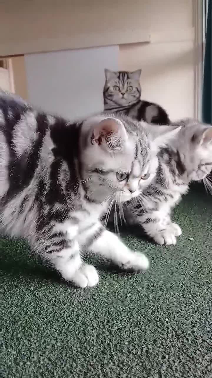 British Shorthair cats for sale: Bsh.Silver Classic Tabby girl. GCCF. - Video 4