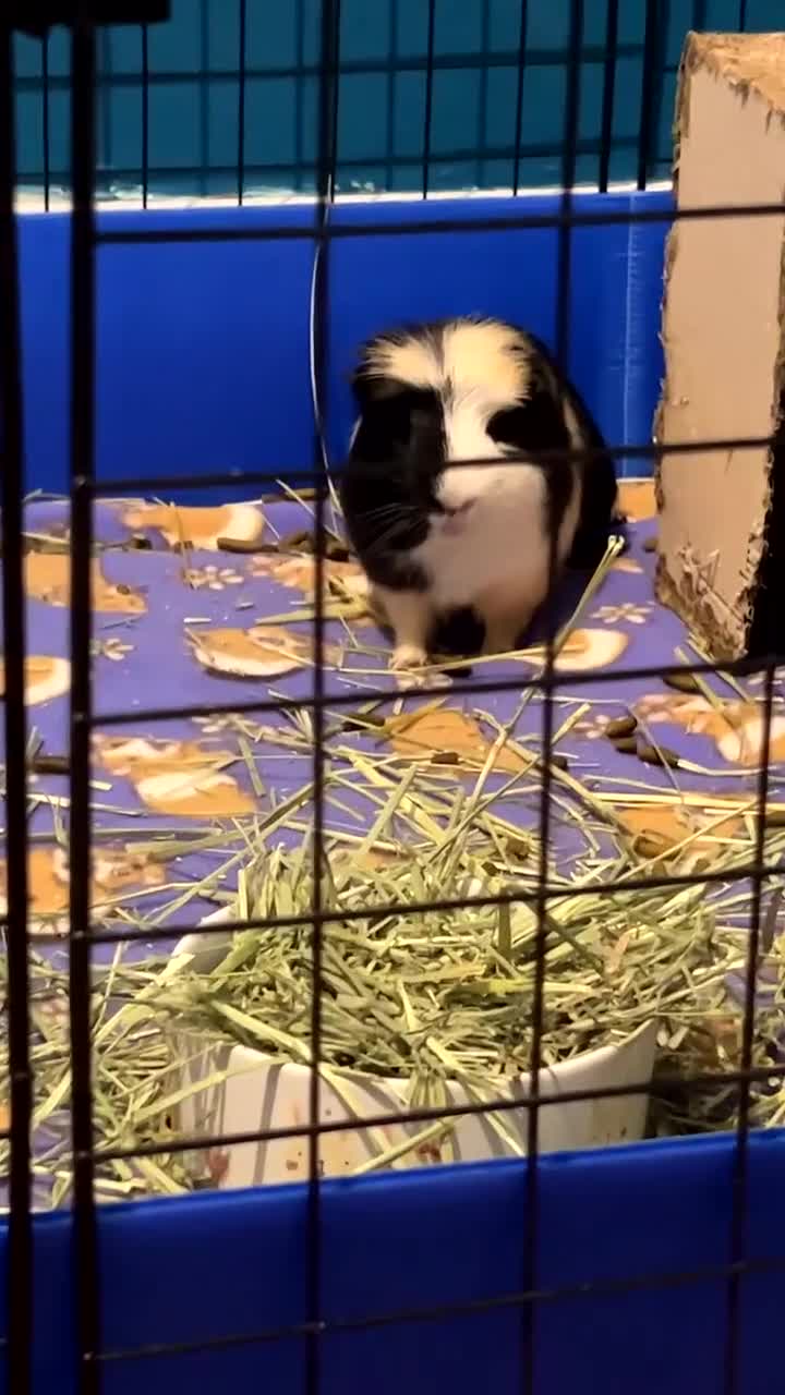 Guinea Pig rodents for sale: 2 bonded male guinea pigs  - Video 1