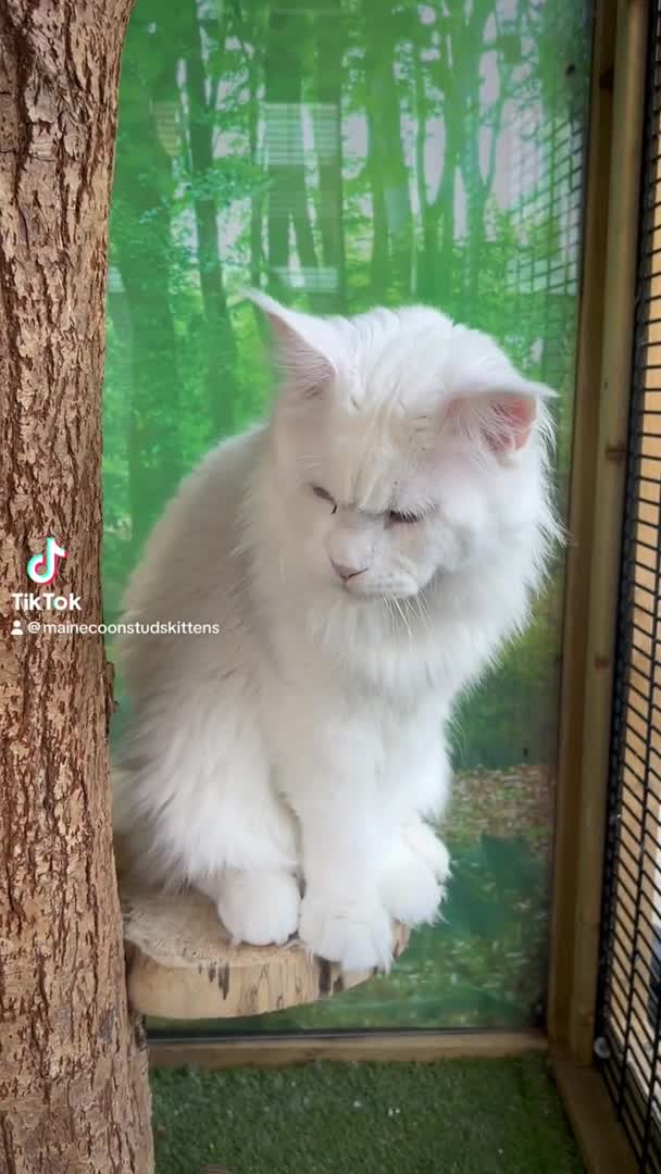 Maine Coon cats for stud: XL STUD AVAILABLE  in Brighouse - Video 3