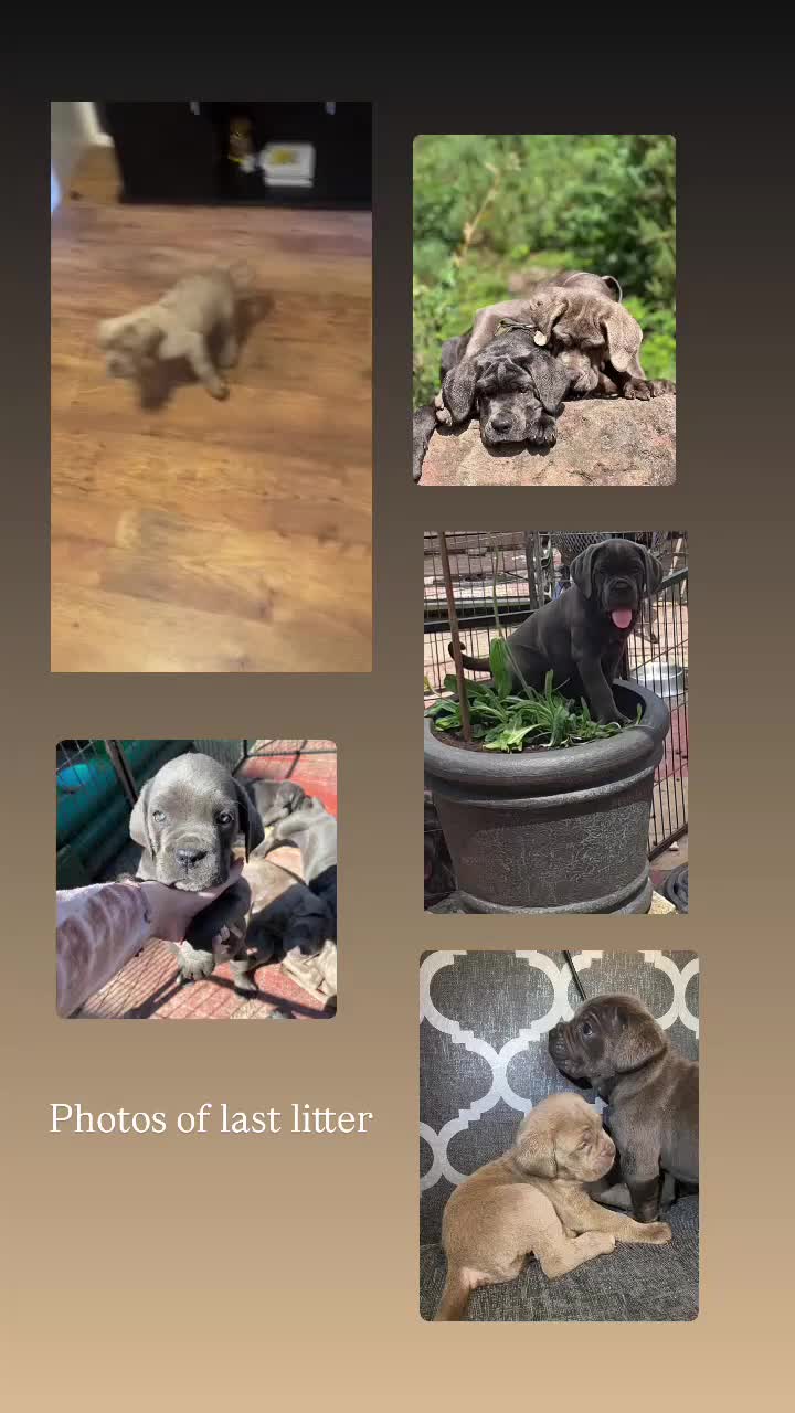 Cane Corso dogs for sale: cane corso pups  - Video 1