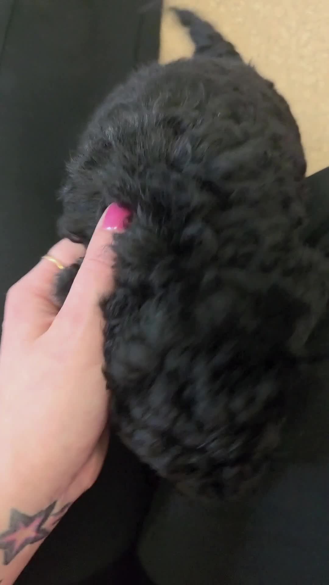 Mixed Breed dogs for sale: Miniature labradoodle cockapoo x bedlington  - Video 2