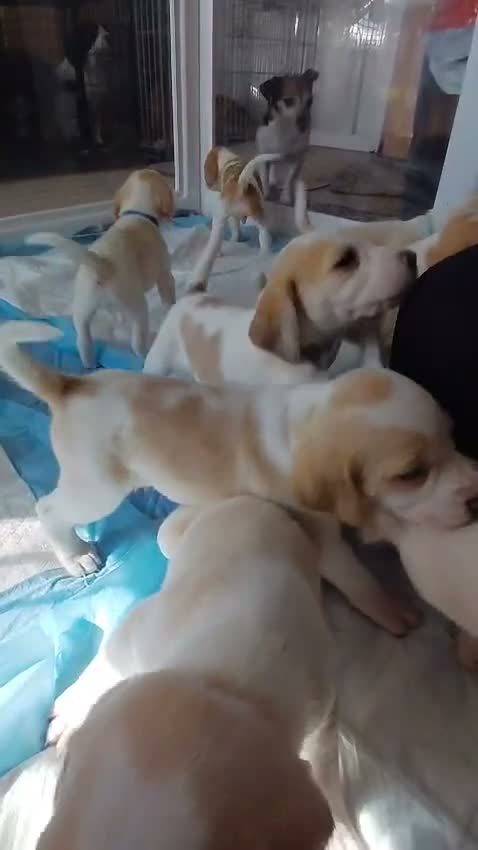 Beagle dogs for sale: Beagle Puppies - Video 1