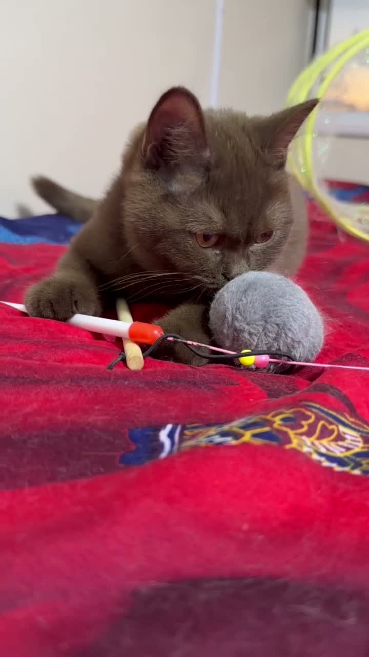 British Shorthair cats for sale: Rare Cinnamon Color British Shorthair Kittens - Video 2