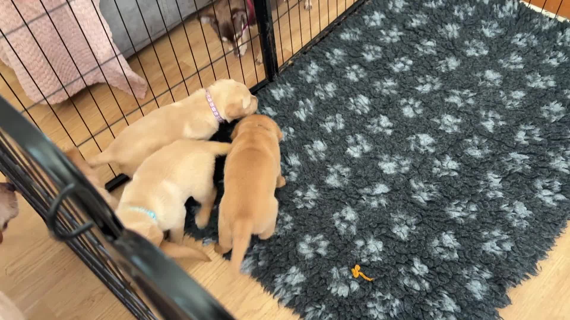 Labrador Retriever dogs for sale: Beautiful Labrador retriever puppies for sale - Video 1