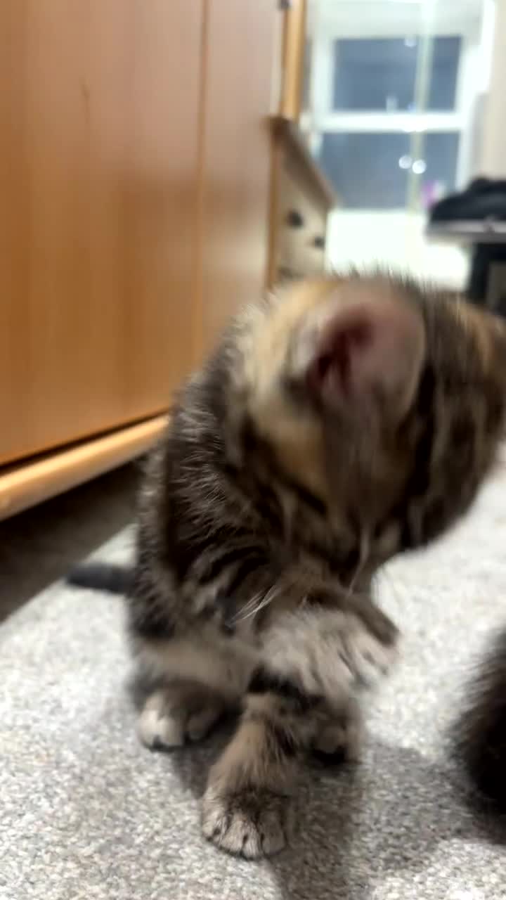 British Shorthair cats for sale: 3 beautiful tabby kittens with Maine coon  - Video 2