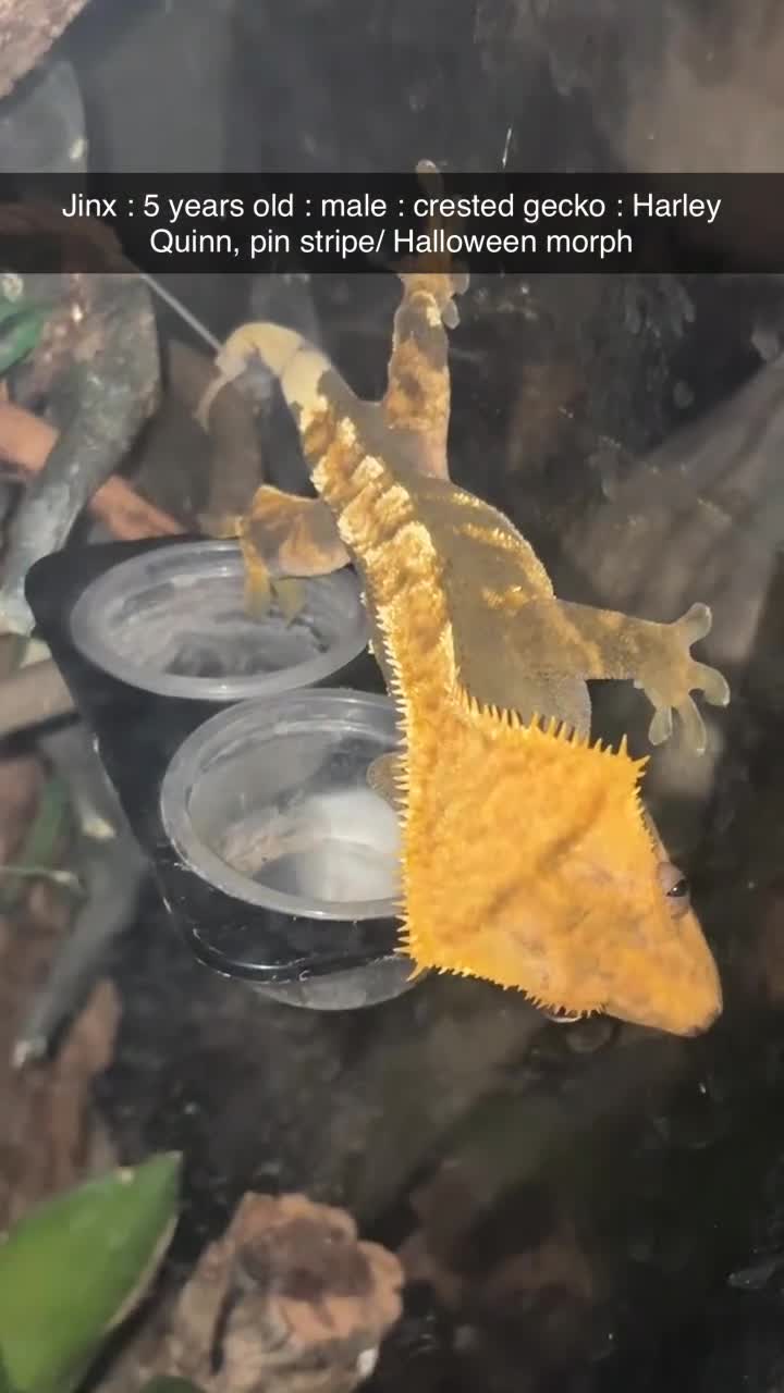 Gecko reptiles for sale: Crested gecko pet with full bioactive vivarium  in York - Video 1
