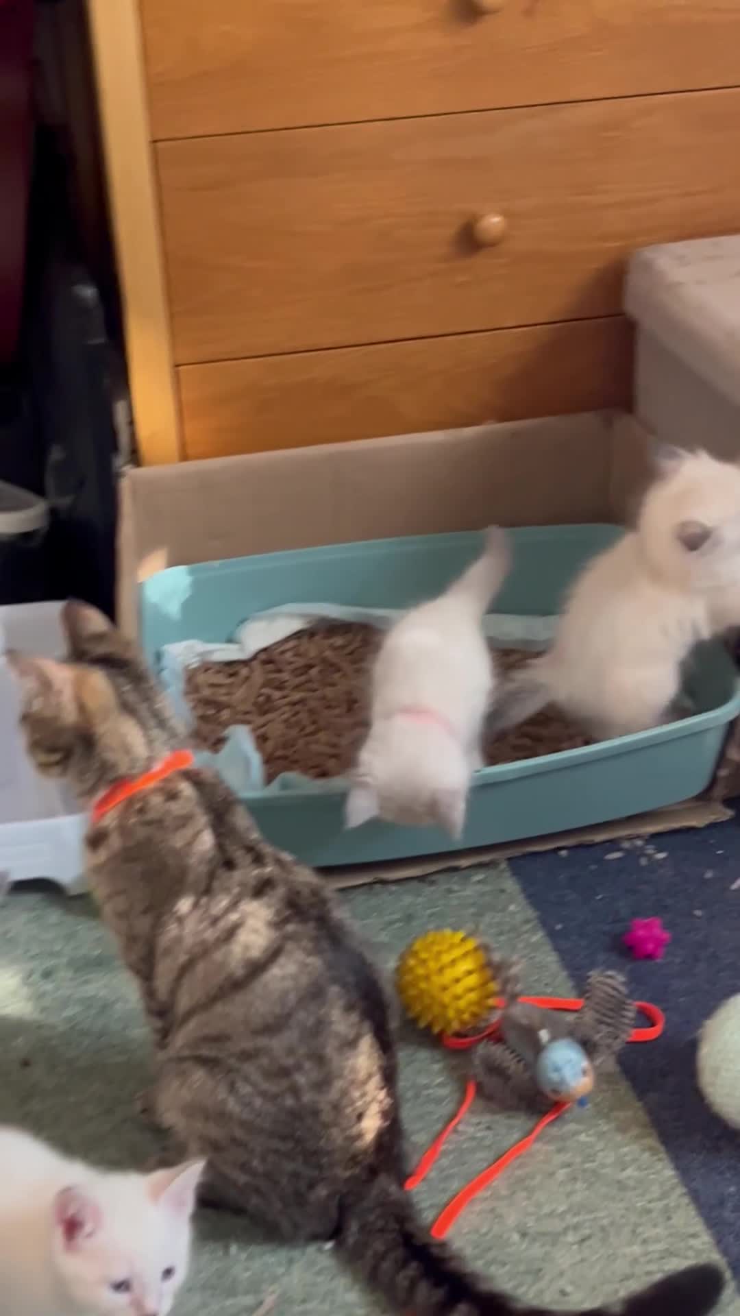 Mixed Breed cats for sale: Kittens for sale!  - Video 2