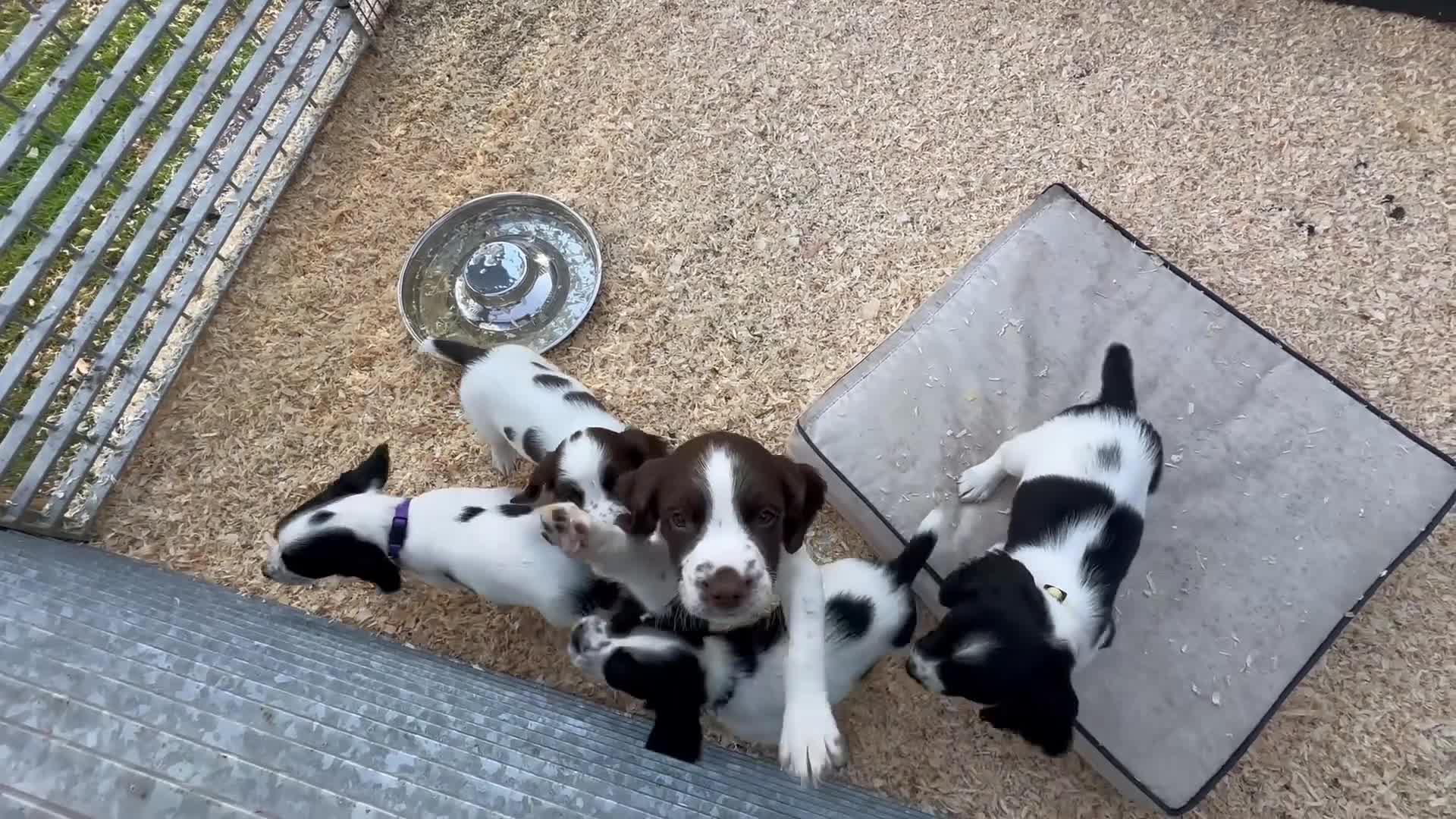 English Springer Spaniel dogs for sale: Springer spaniel puppies  in Bala - Video 1