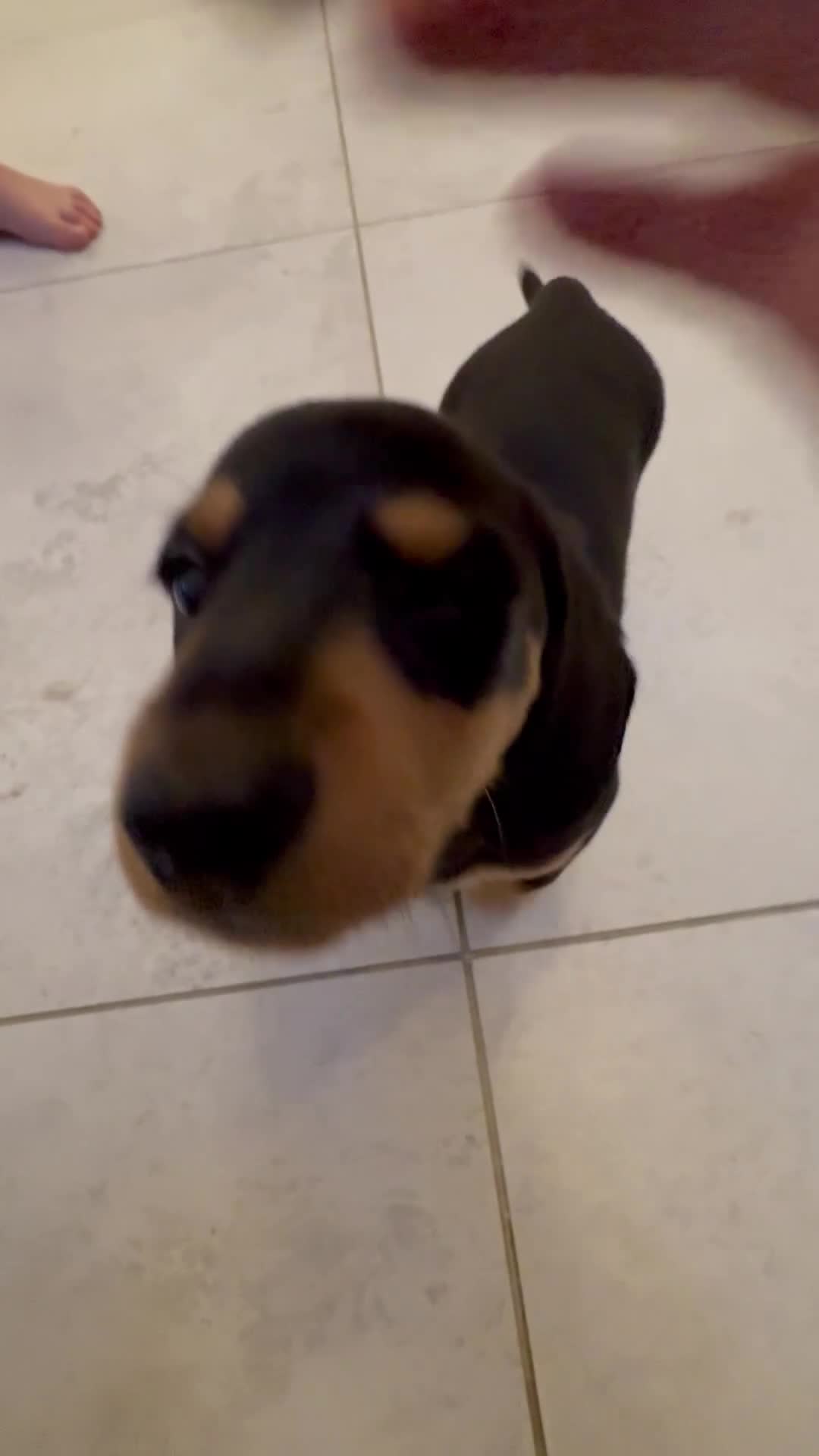 Miniature Dachshund dogs for sale: Miniature Dachshund Puppy  - Video 1