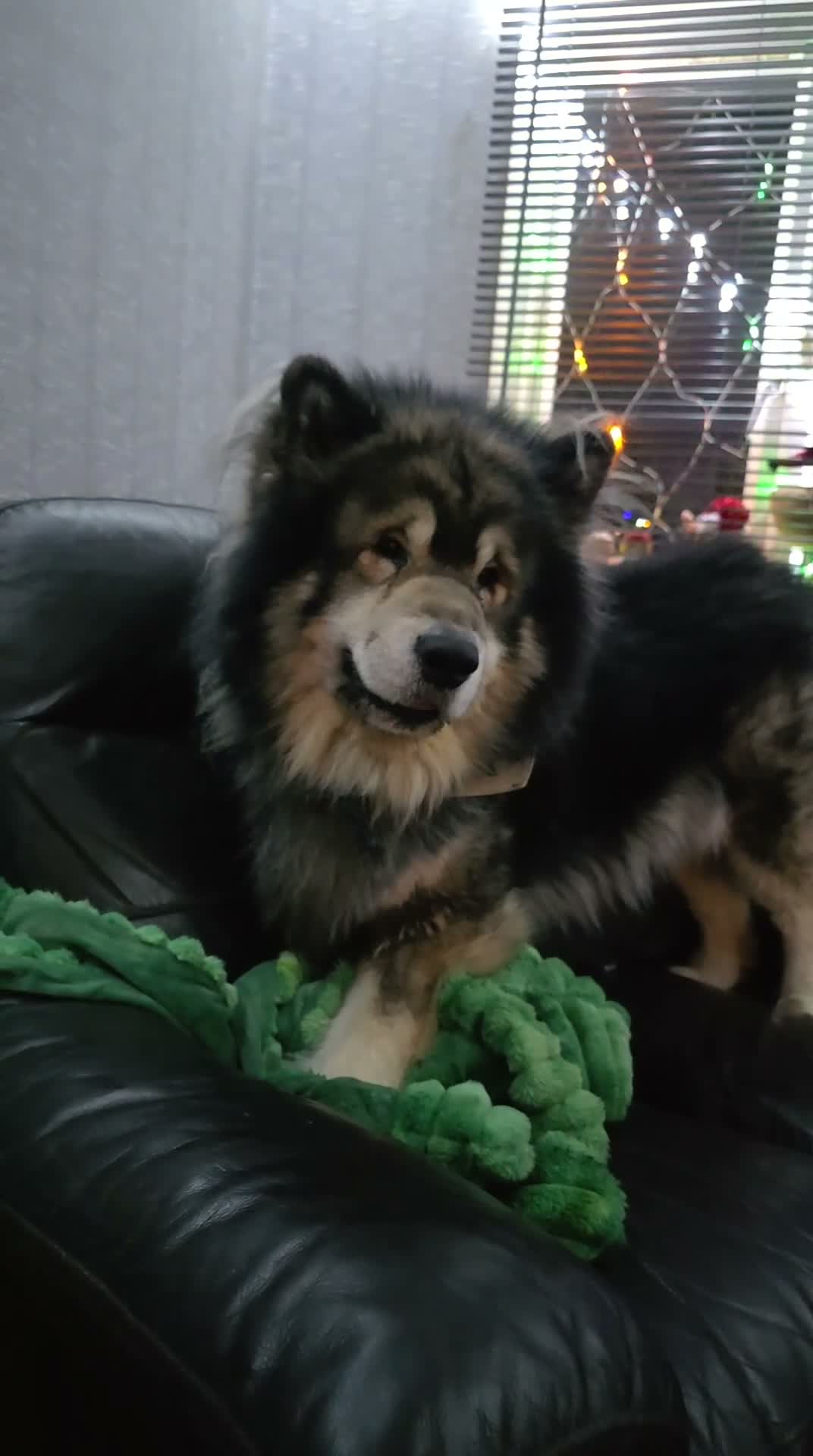 Mixed Breed dogs for stud: BUDDY BARTLETT 🐺🐾 - Video 3