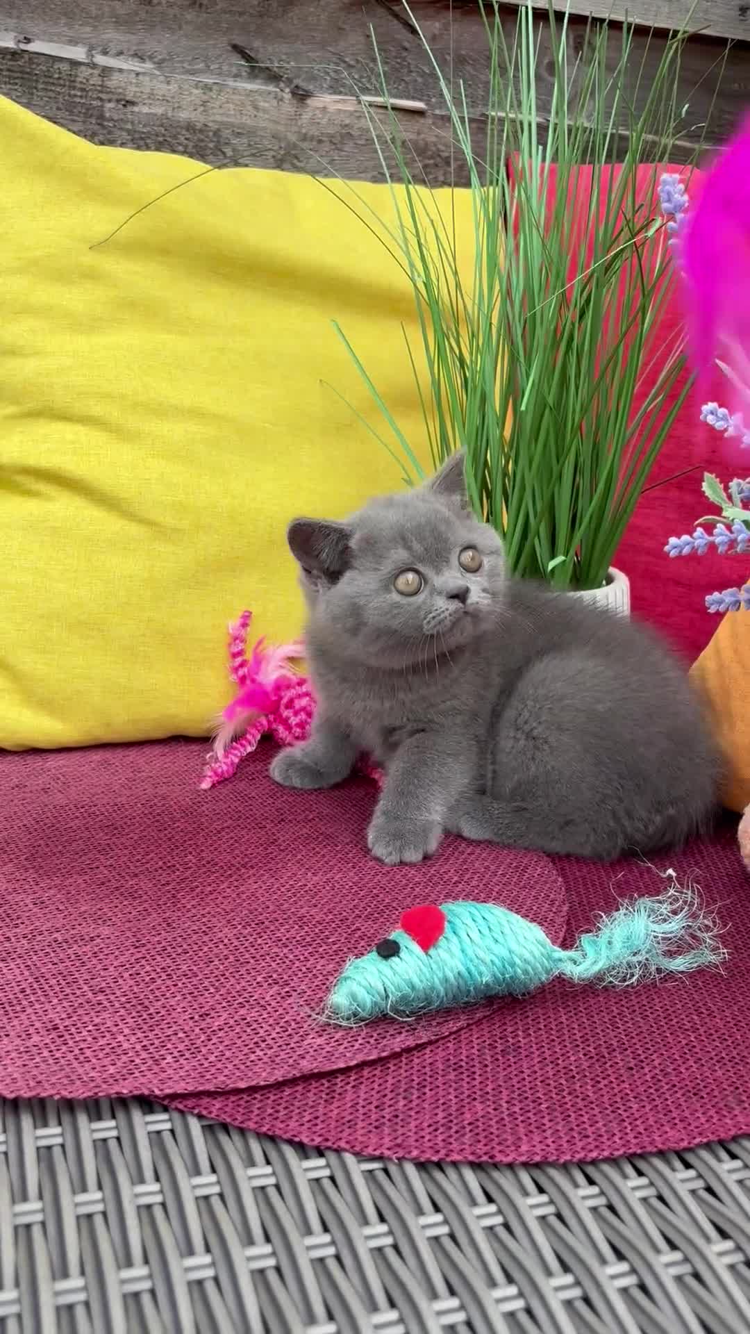 British Shorthair cats for sale: British Shorthairs**READY NOW** - Video 2
