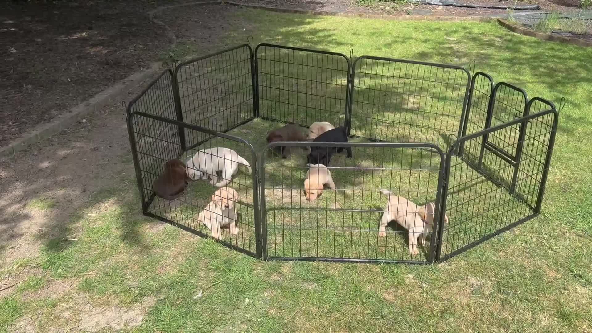 Labrador Retriever dogs for sale: Gorgeous Yellow Labrador Retriever, KC Reg HC - Video 2