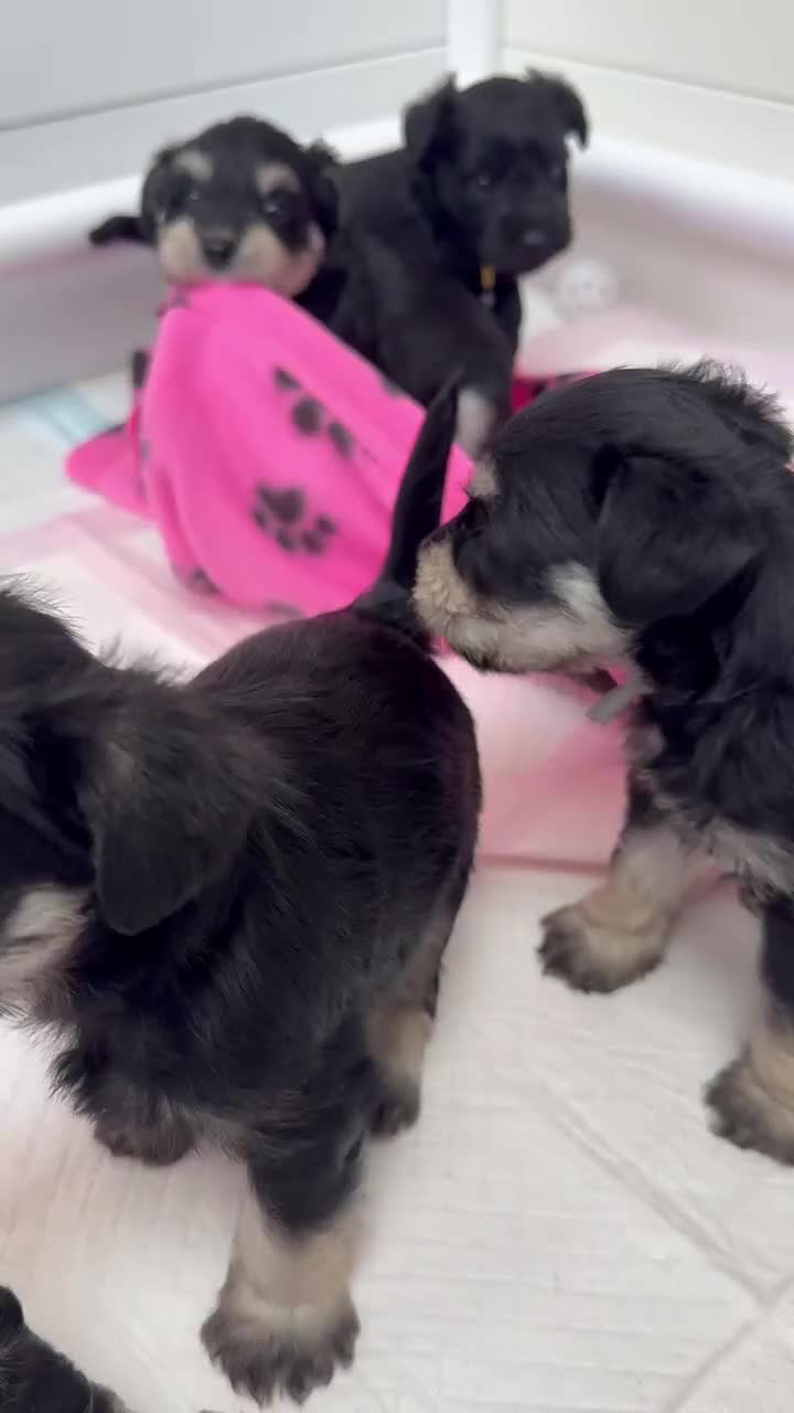 Miniature Schnauzer dogs for sale: Adorable KC registered Miniature Schnauzers - Video 3