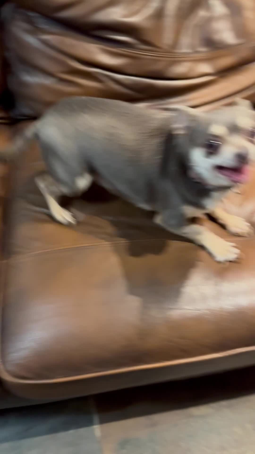 Chihuahua dogs for sale: 2 Lovely Little Boys - Video 1