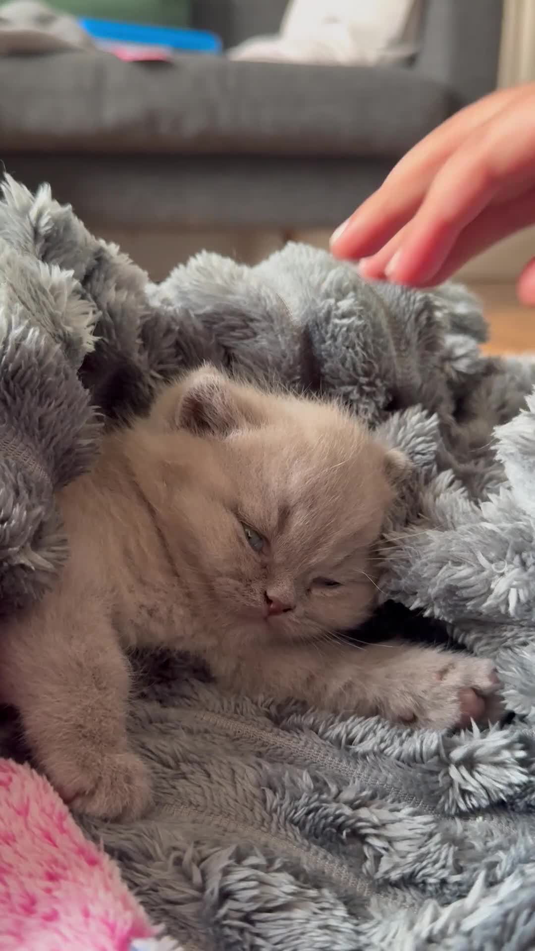 British Shorthair cats for sale: Beautiful British shorthair lilac/blue - Video 1