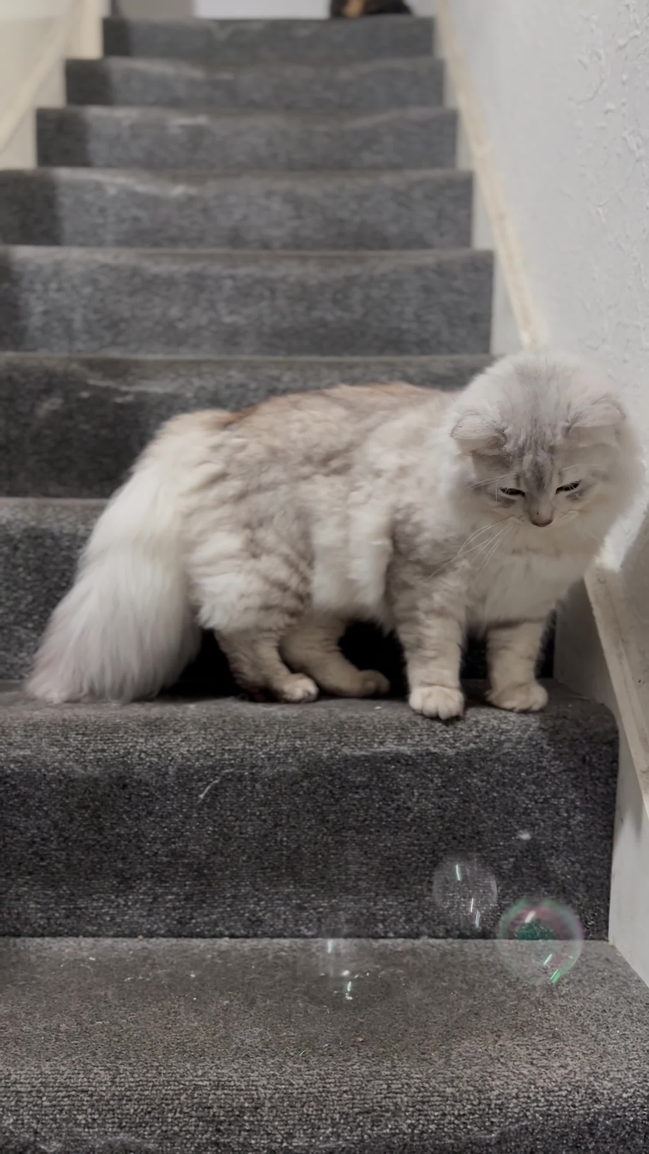 Mixed Breed cats for sale: Hi!I am butterscotch. I am available for adoption  - Video 2