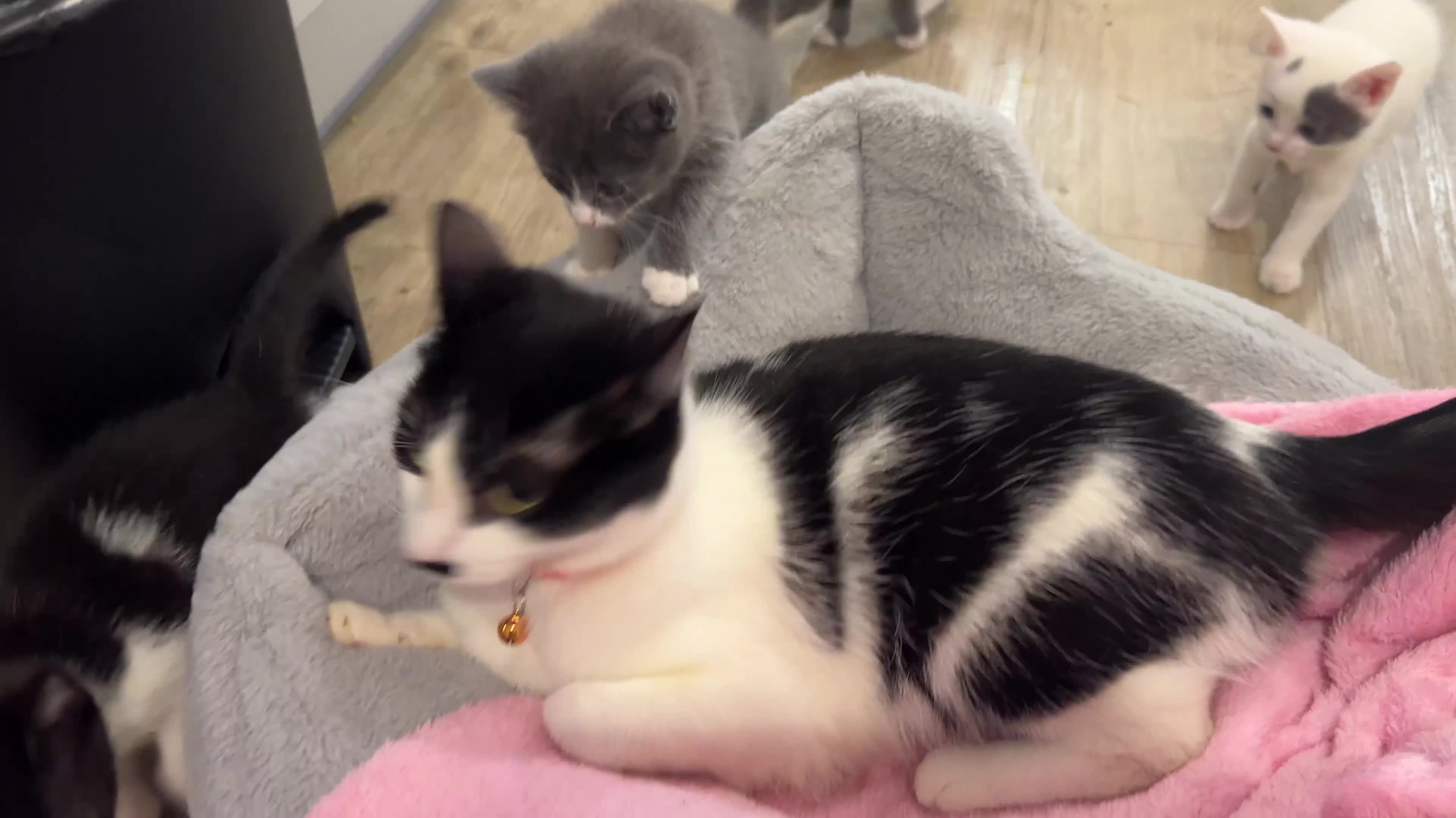 Mixed Breed cats for sale: Very cute babies  in Bedford - Video 5