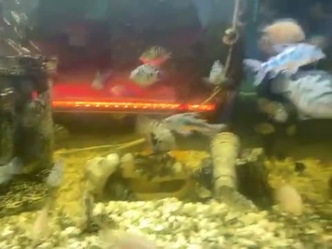 Cichlids fish for sale: Convict cichlids baby / breading pairs - Video 1