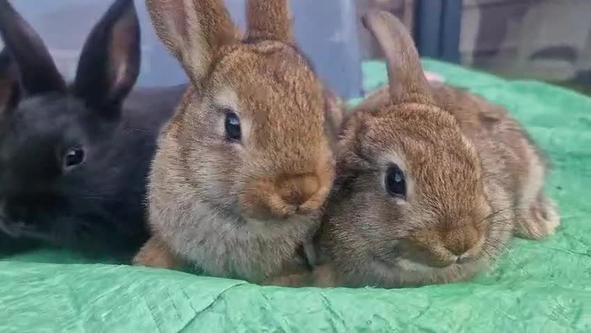 Netherland Dwarf rabbits for sale: Beautiful mixed boy dwarf boys - Video 2