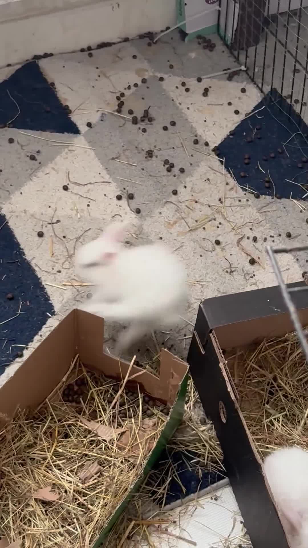 Dwarf Lop rabbits for sale: Dwarf lop fluffy baby bunnies - Video 2