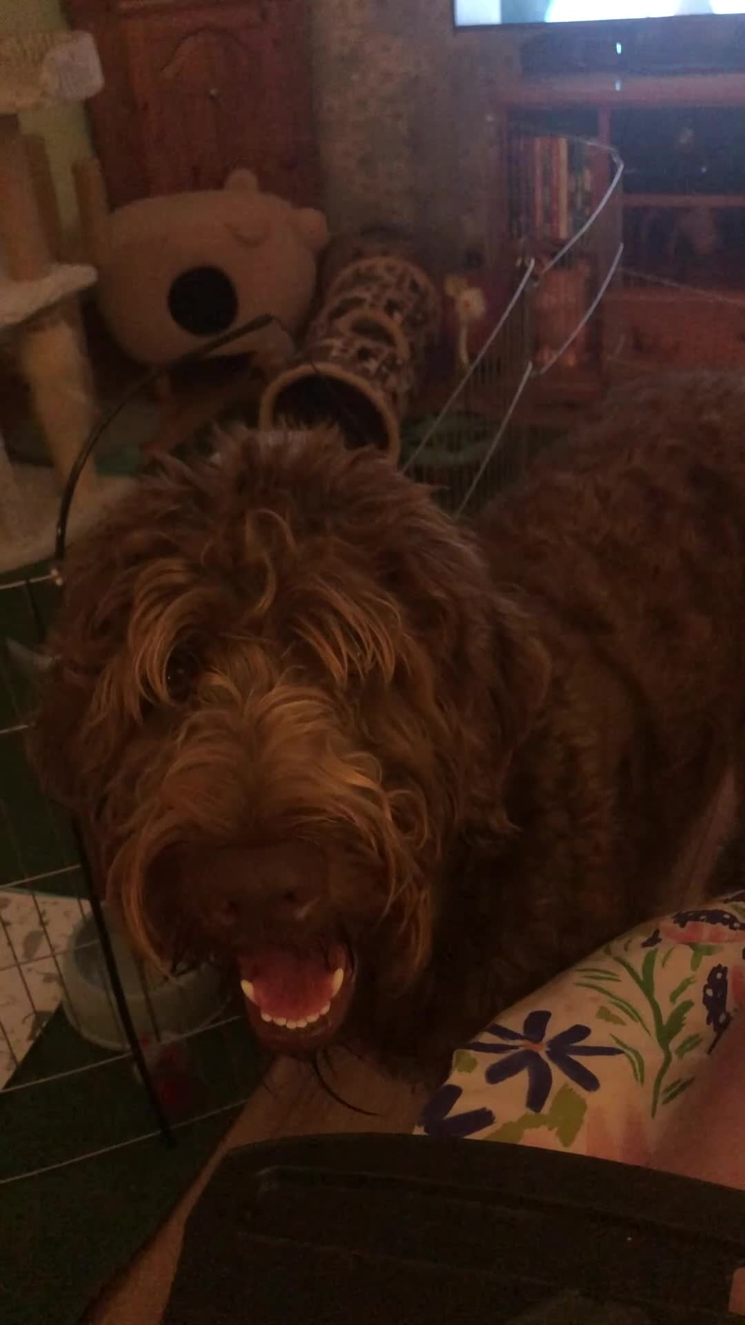 Labradoodle dogs for sale: Chocolate Labradoodle Male - Video 1