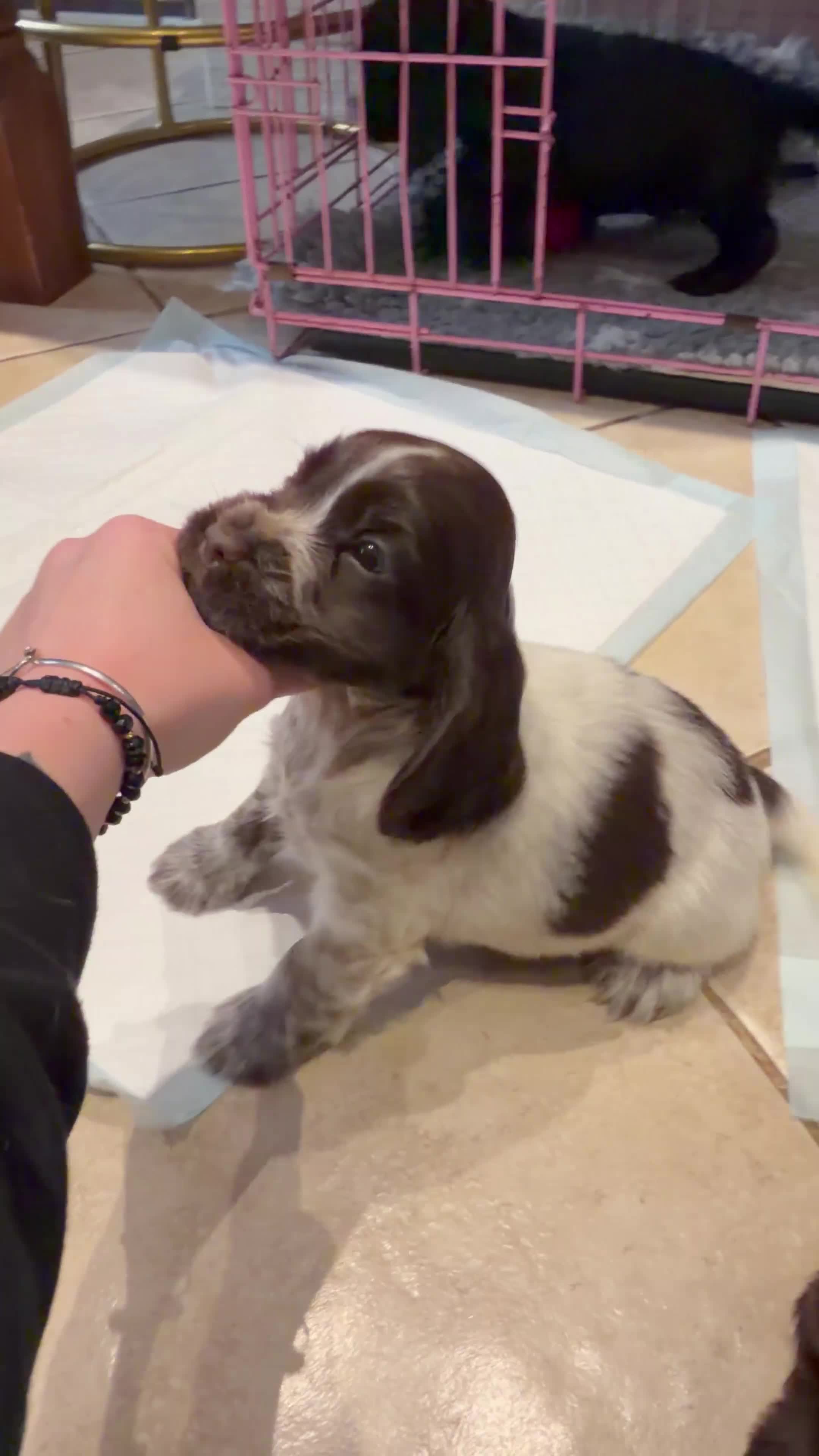 Cocker Spaniel dogs for sale: 2 left available Serbia import lines SHOW cockers  - Video 2