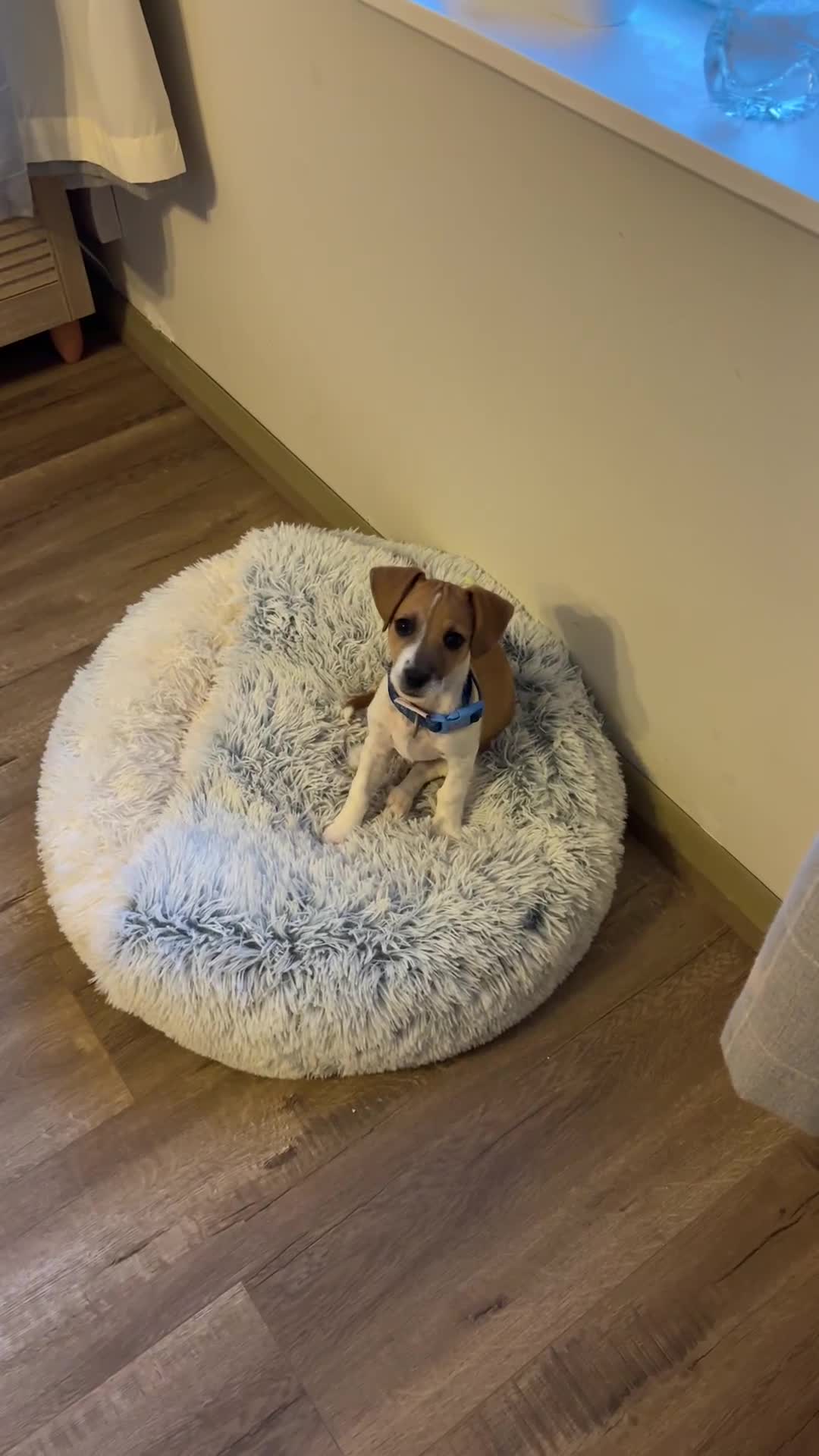 Jack Russell dogs for sale: Mr lawrence - Video 1
