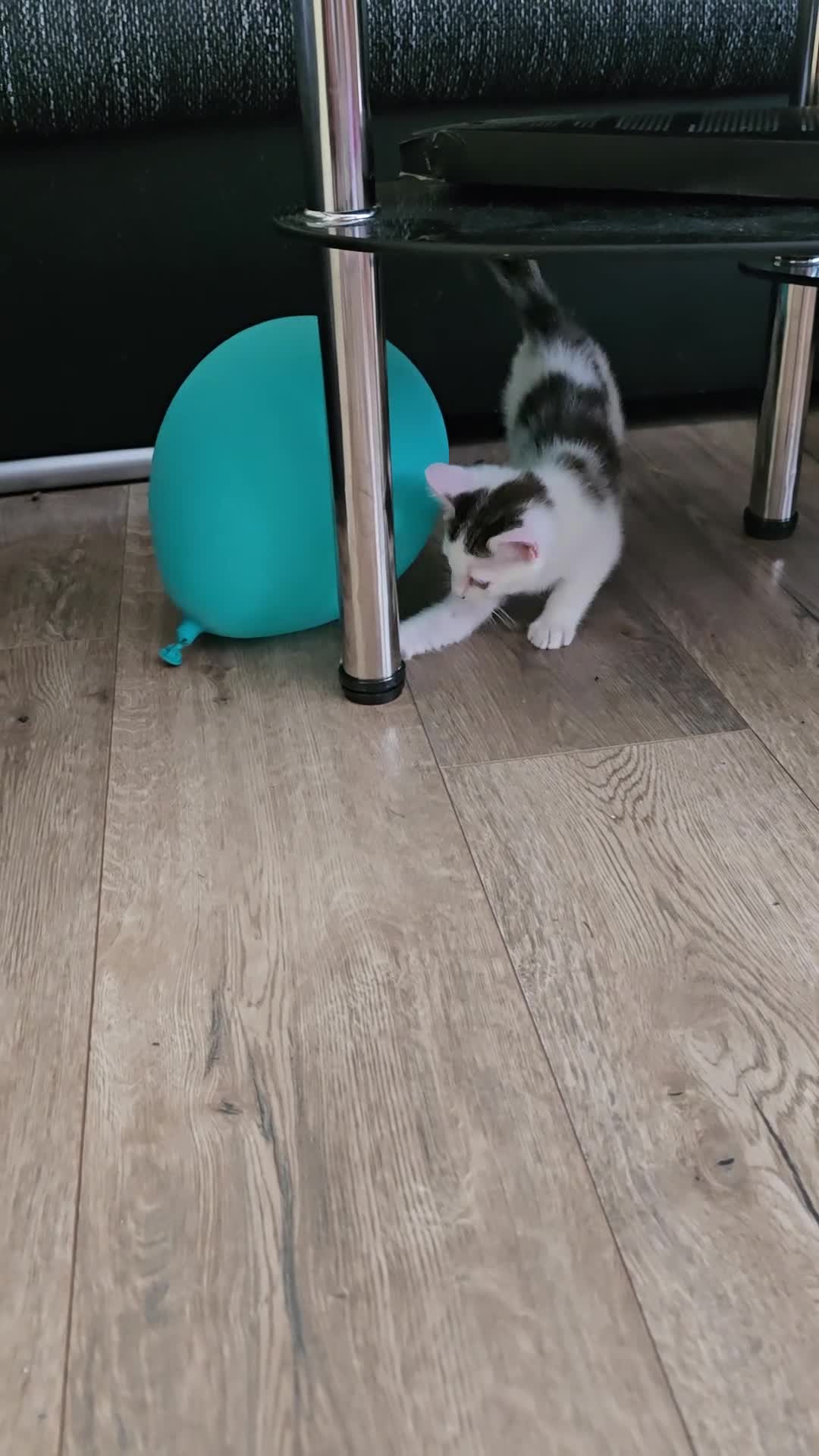 Mixed Breed cats for sale: Beautiful kitten  - Video 1