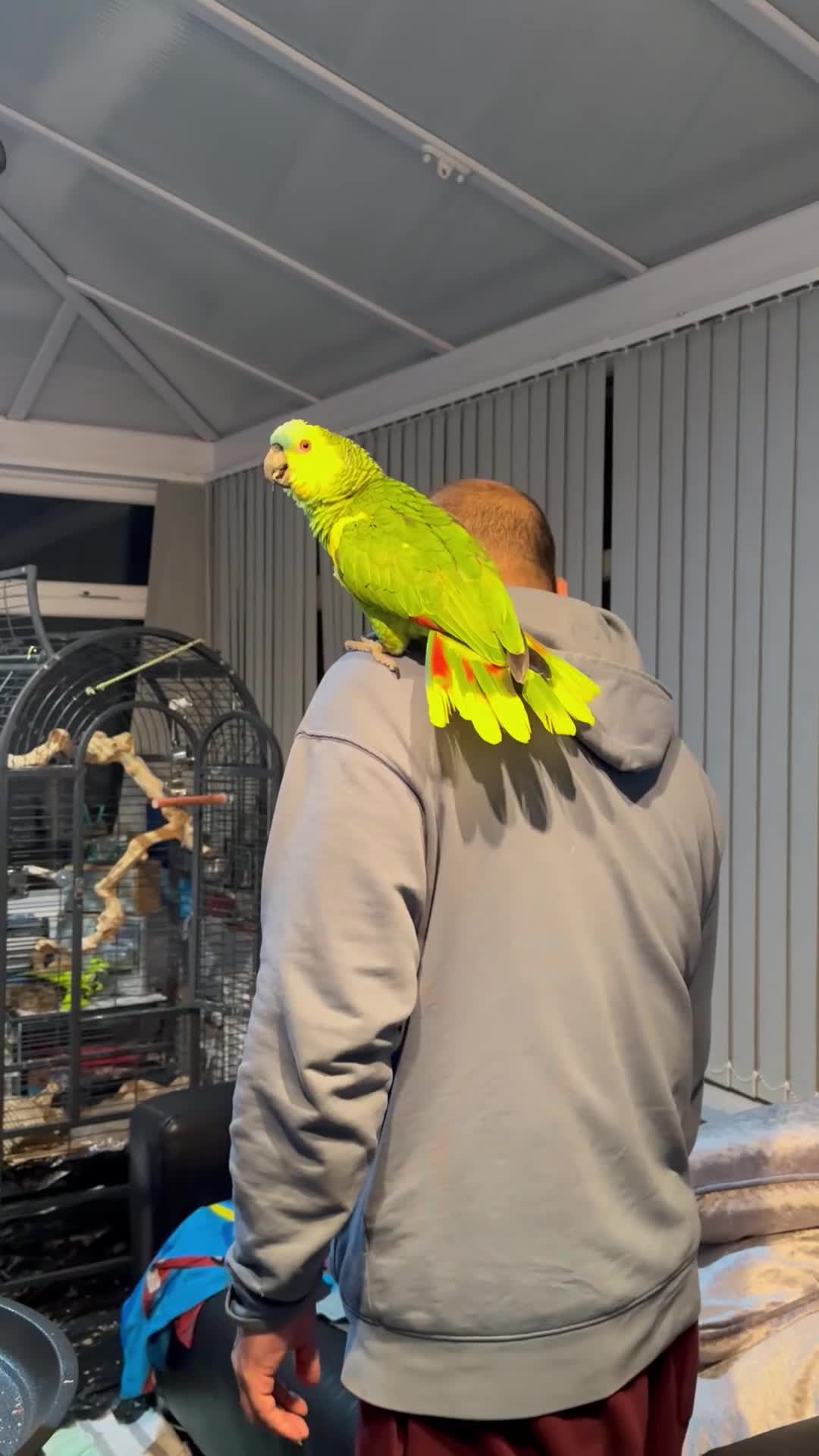 Parrots birds for sale: Blue-Fronted Amazon parrot - Video 2