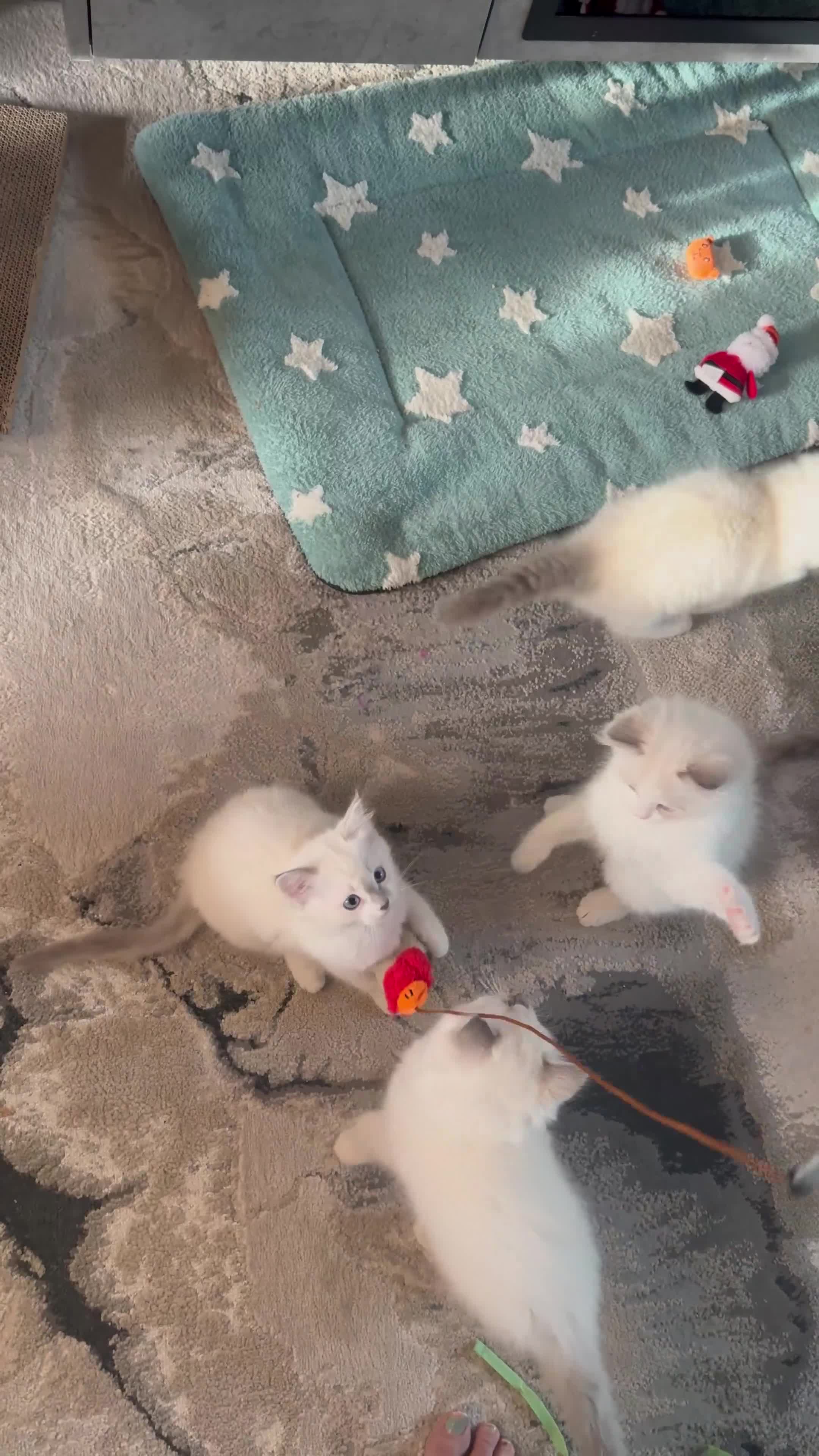 Ragdoll cats for sale: Now ready to leave – Blue Point– TICA Registered - Video 2