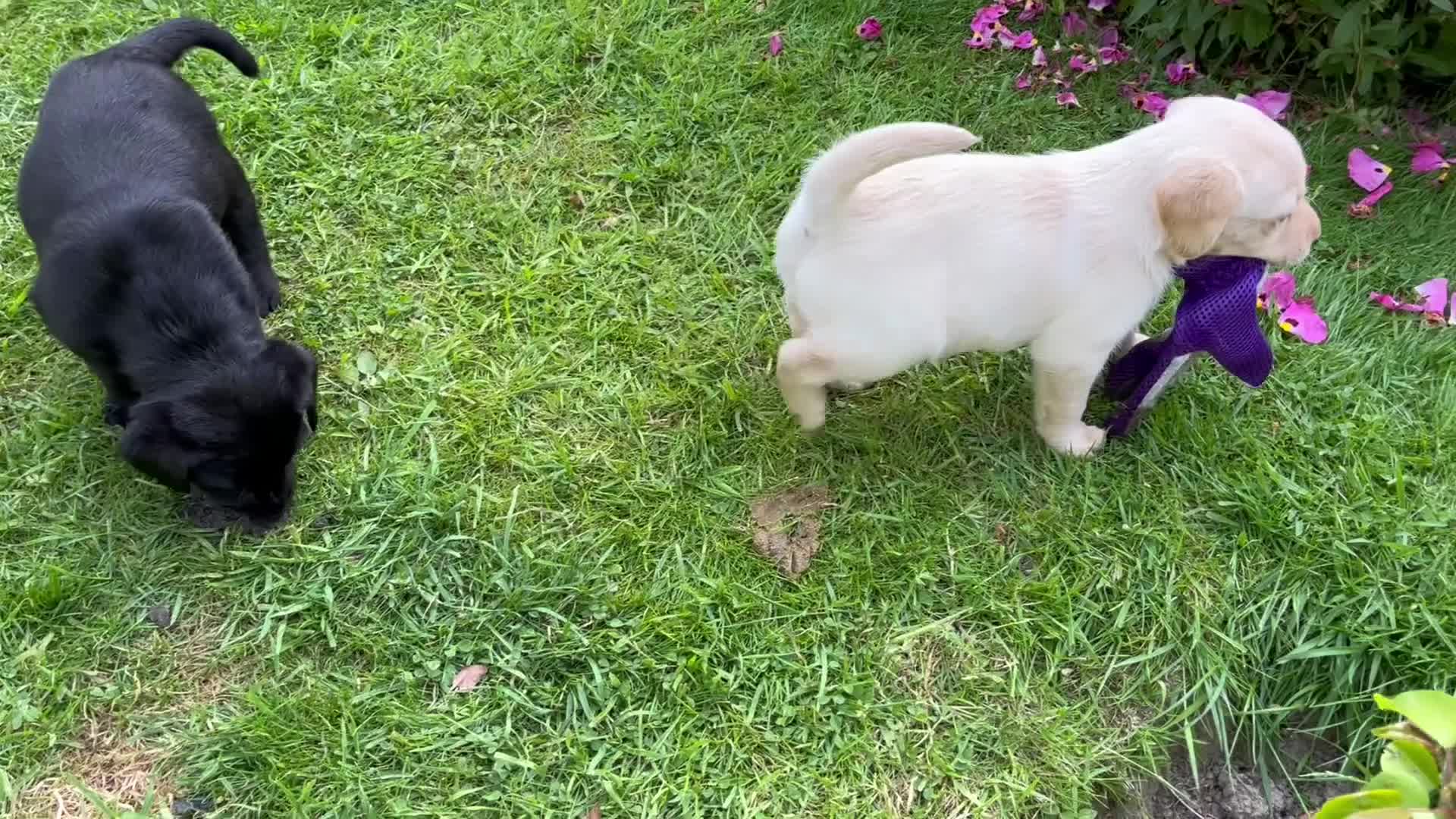 Labrador Retriever dogs for sale: Outstanding pedigree Labrador puppies in Faversham - Video 2