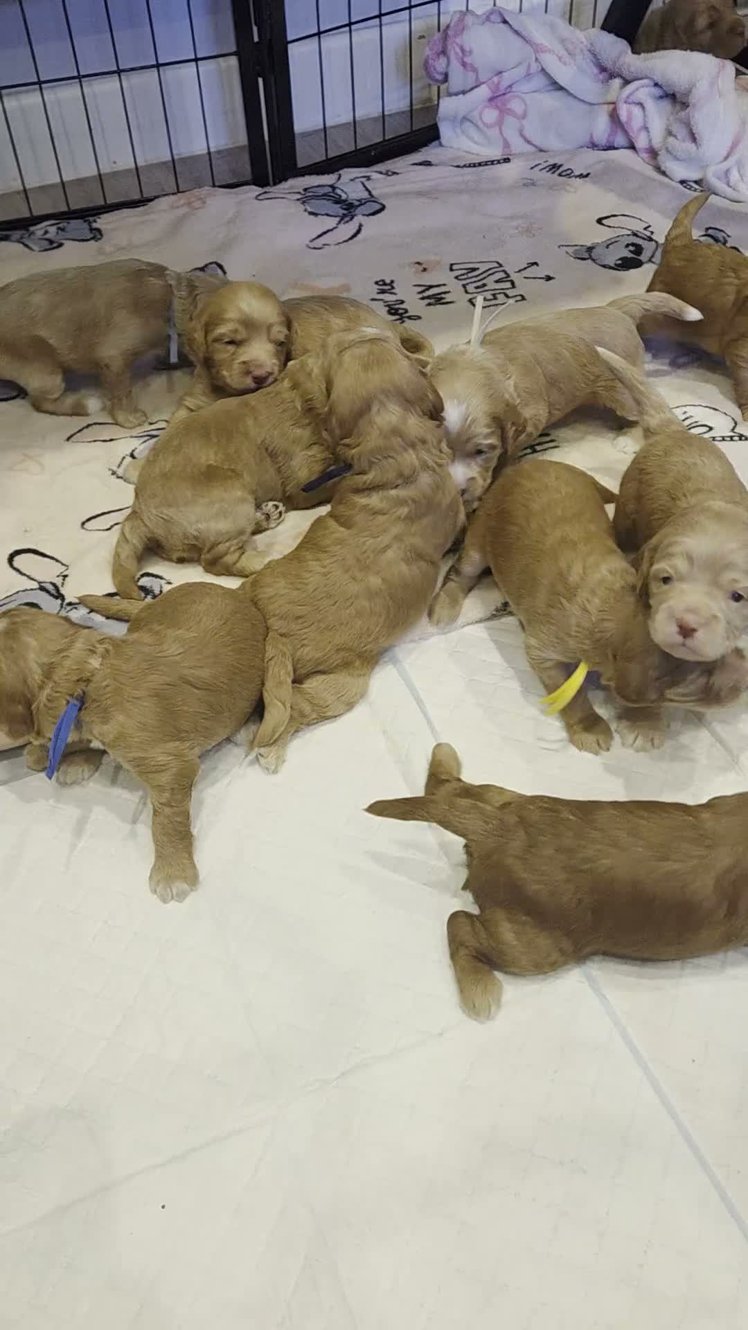 Cockapoo dogs for sale: F1 Cockapoo Puppies - Video 1