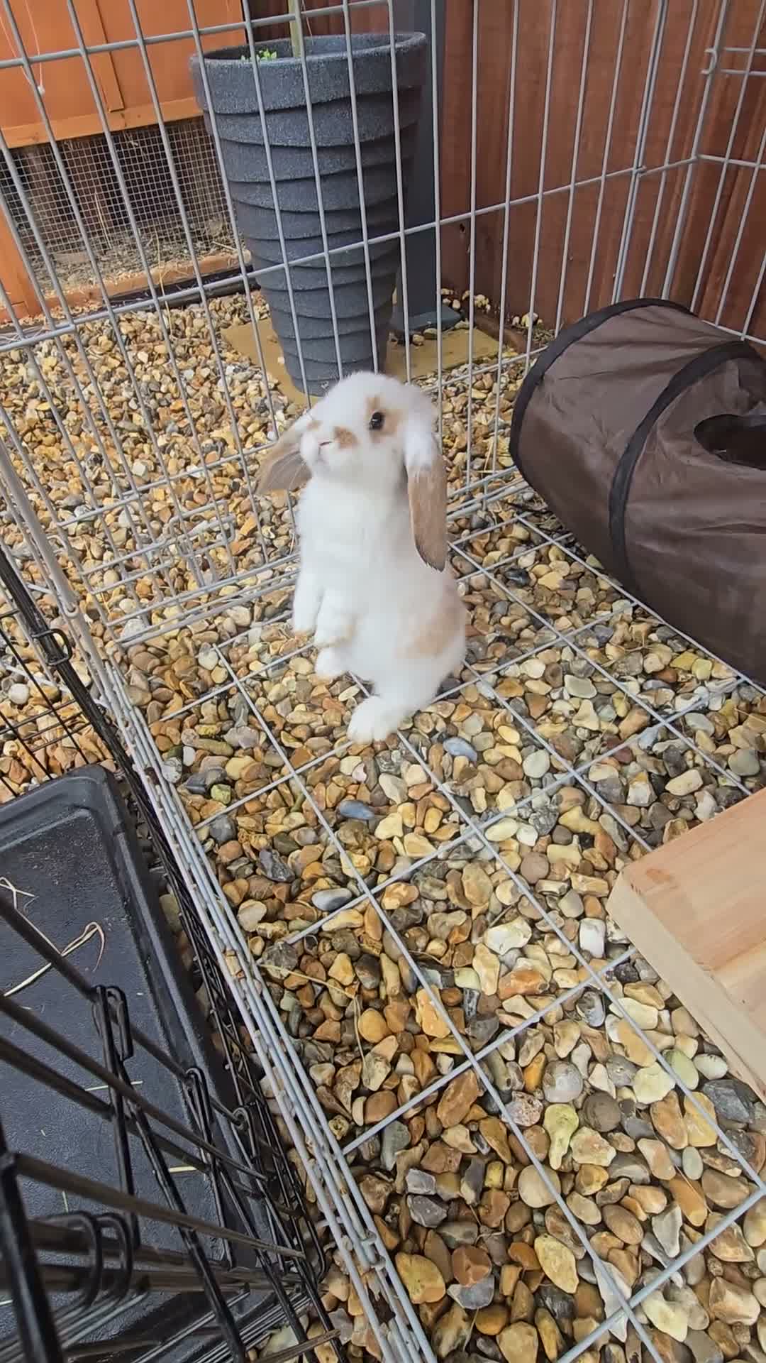 French Lop rabbits for sale: Giant french lop babies - Video 2