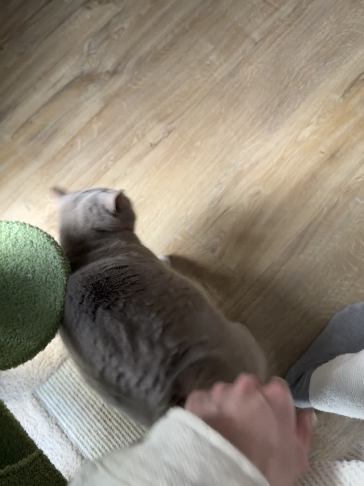 British Shorthair cats for sale: Gorgeous 4 Year old British Shorthair  - Video 1