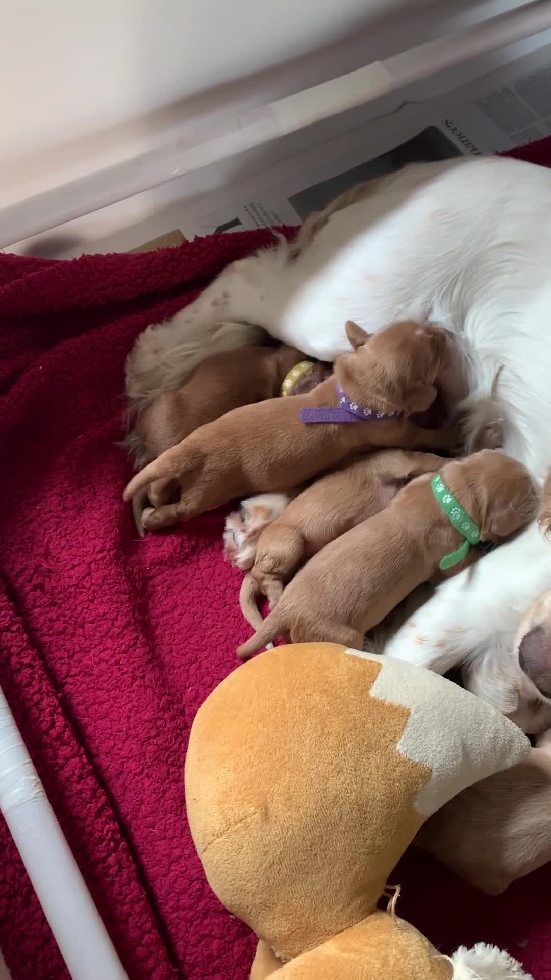 Cockapoo dogs for sale: Cockapoo puppies ready now!!! - Video 1