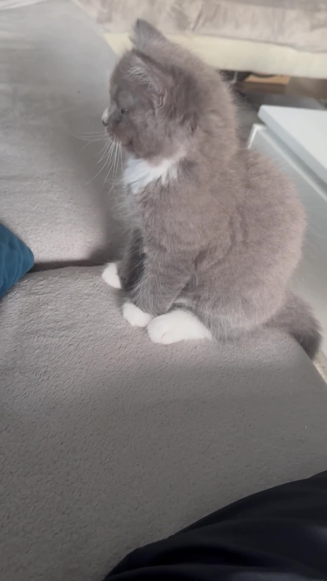 Mixed Breed cats for sale: Grey Long-Haired Female – British Blue Cross - Video 1