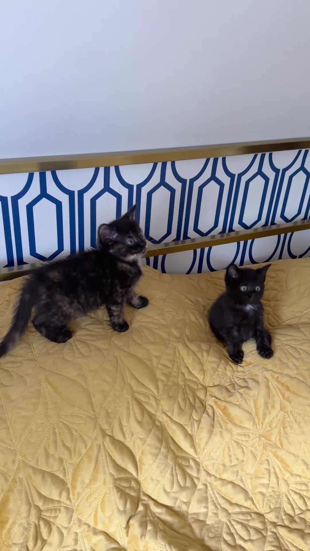 British Shorthair cats for sale: Pure British Shorthair Kittens Ready Now! - Video 5