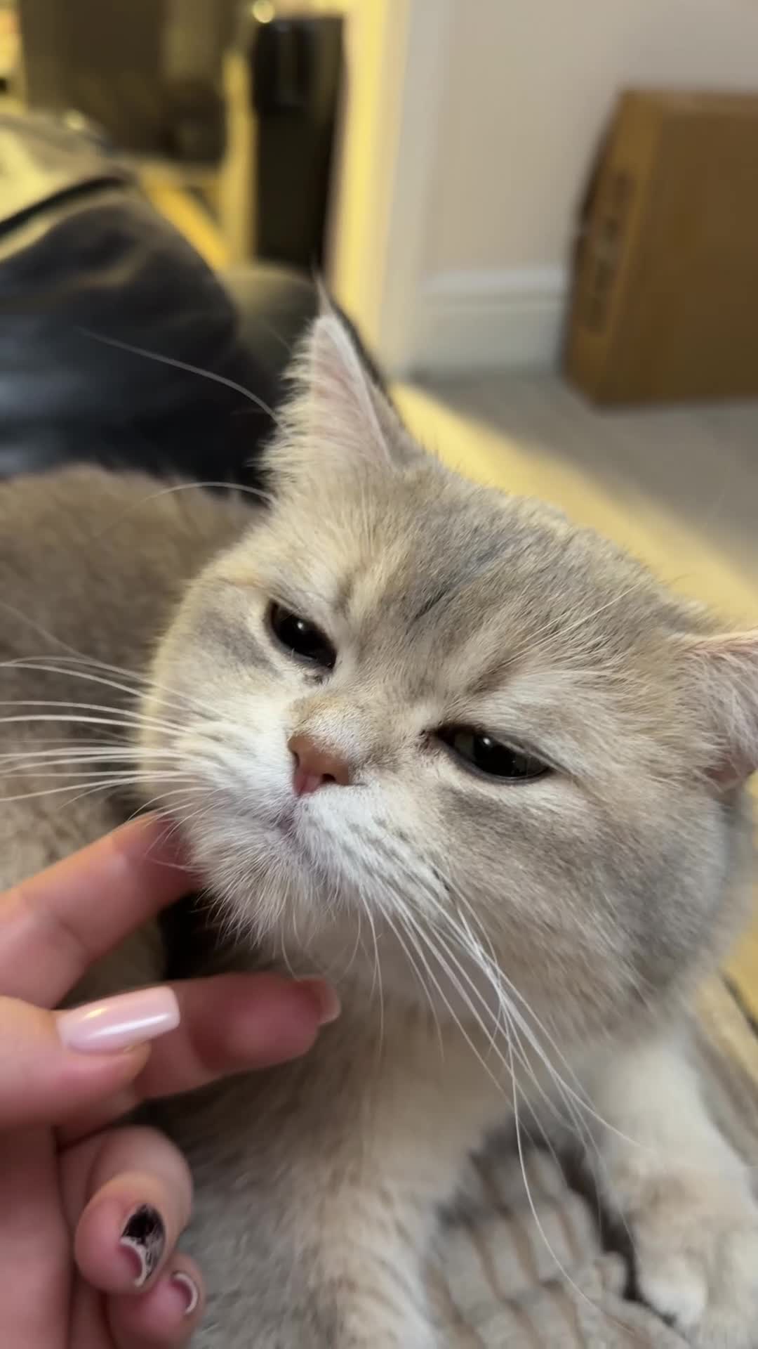 Scottish Fold cats for stud: TICA GOLDEN NAY11 STUD FROM CHAMPIONS 👑 - Video 1