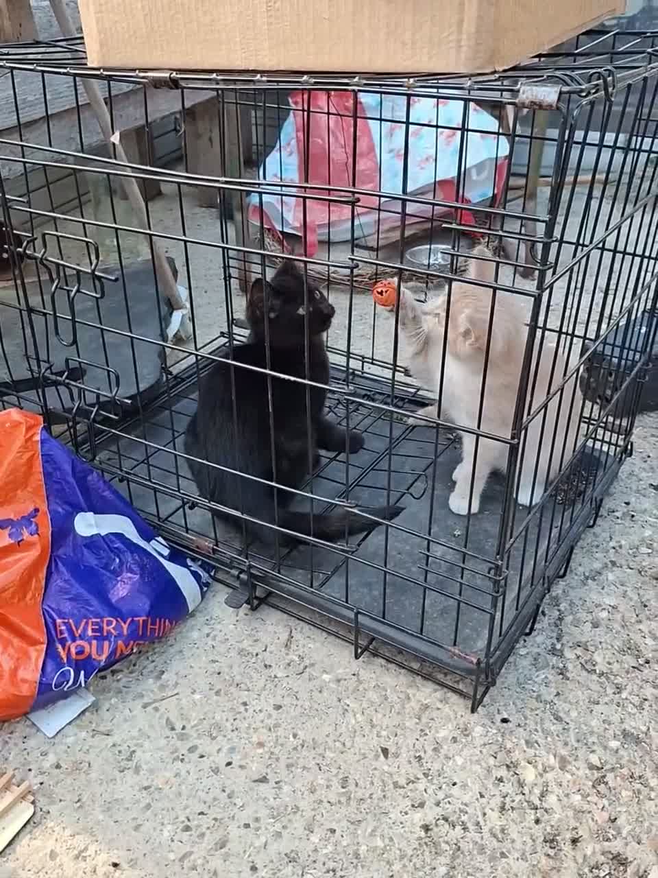 Mixed Breed cats for sale: Ginger/ cream kitten and black kitte.  - Video 2