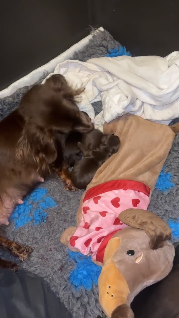 Dachshund dogs for sale: Chocolate and tan long haired miniatures  - Video 1