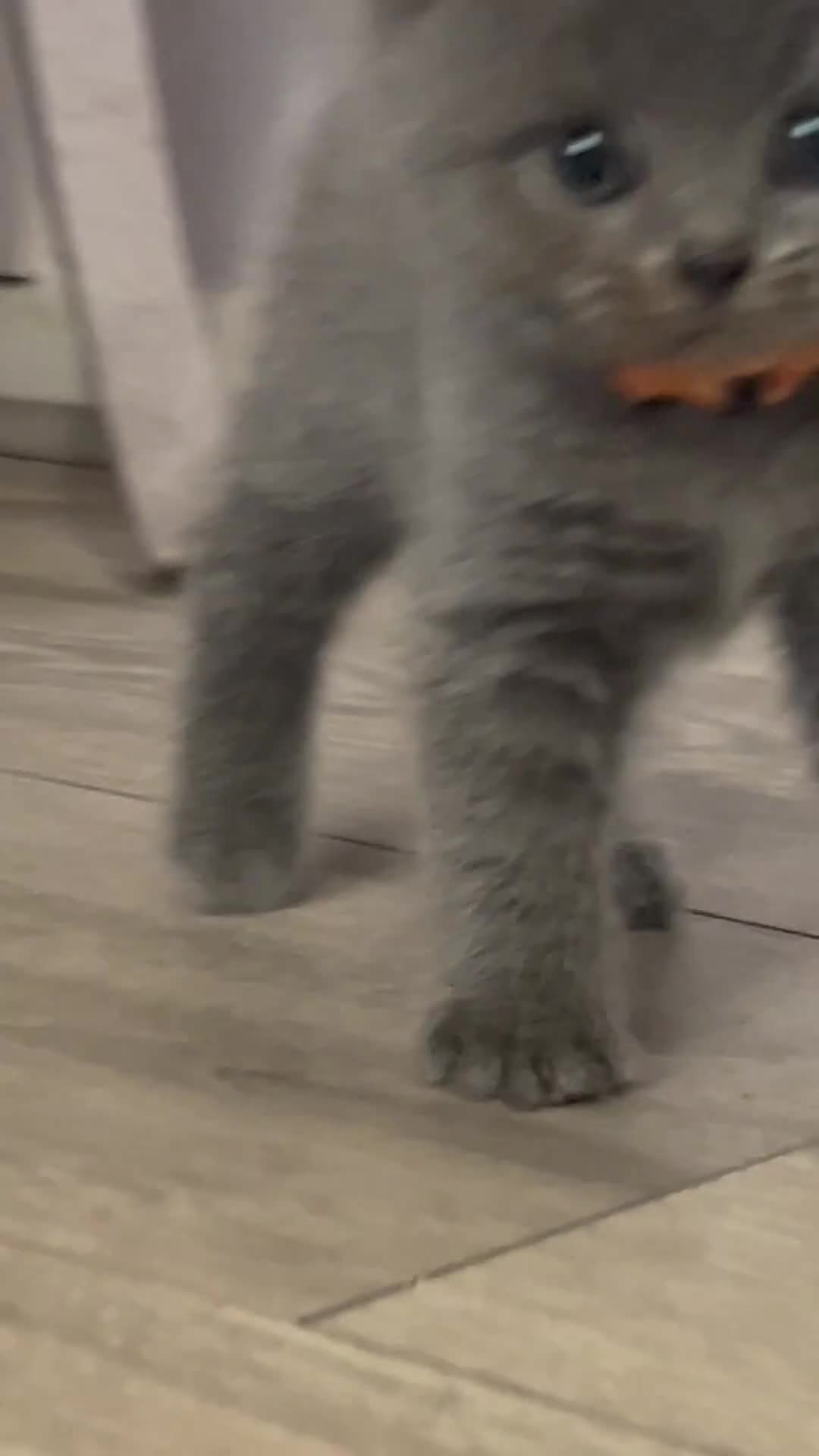 British Shorthair cats for sale: Pedigree GCCF BSH kittens ready in 2 weeks time !! - Video 2
