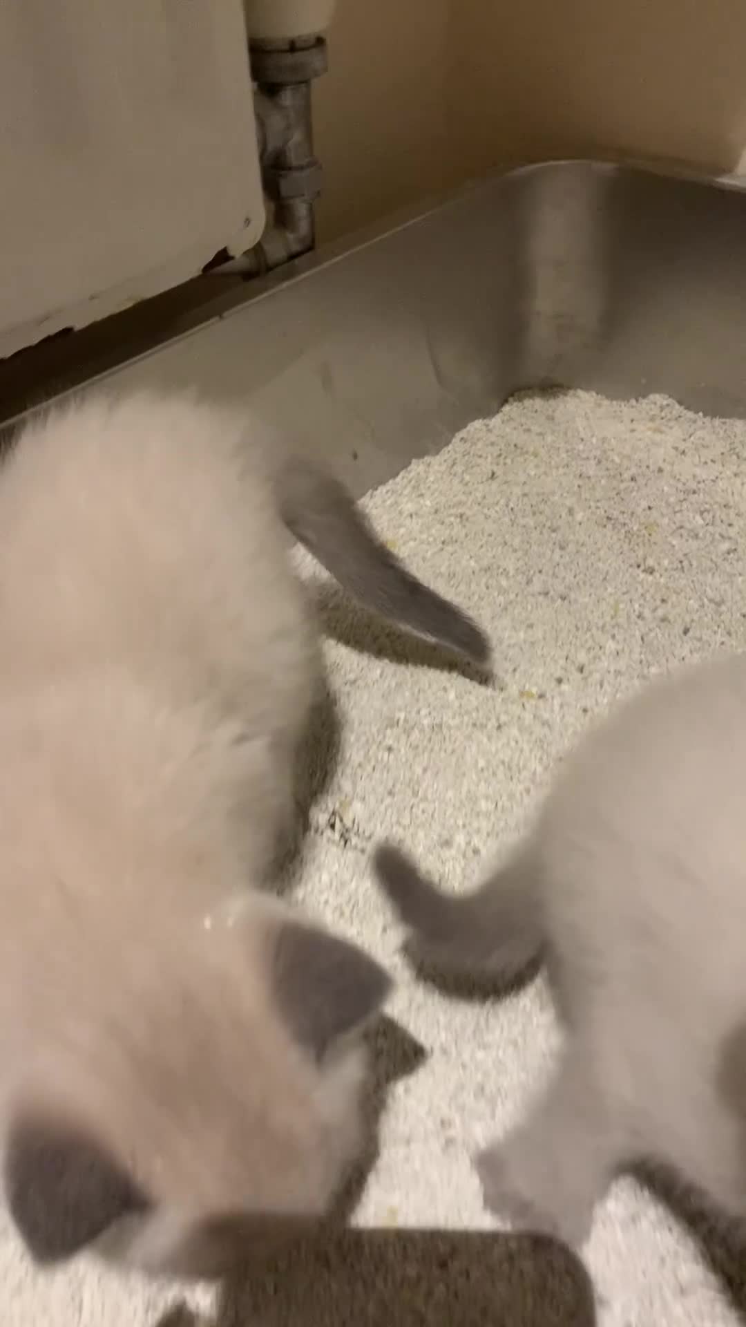 Ragdoll cats for sale: Ragdoll kittens £750 - Video 2